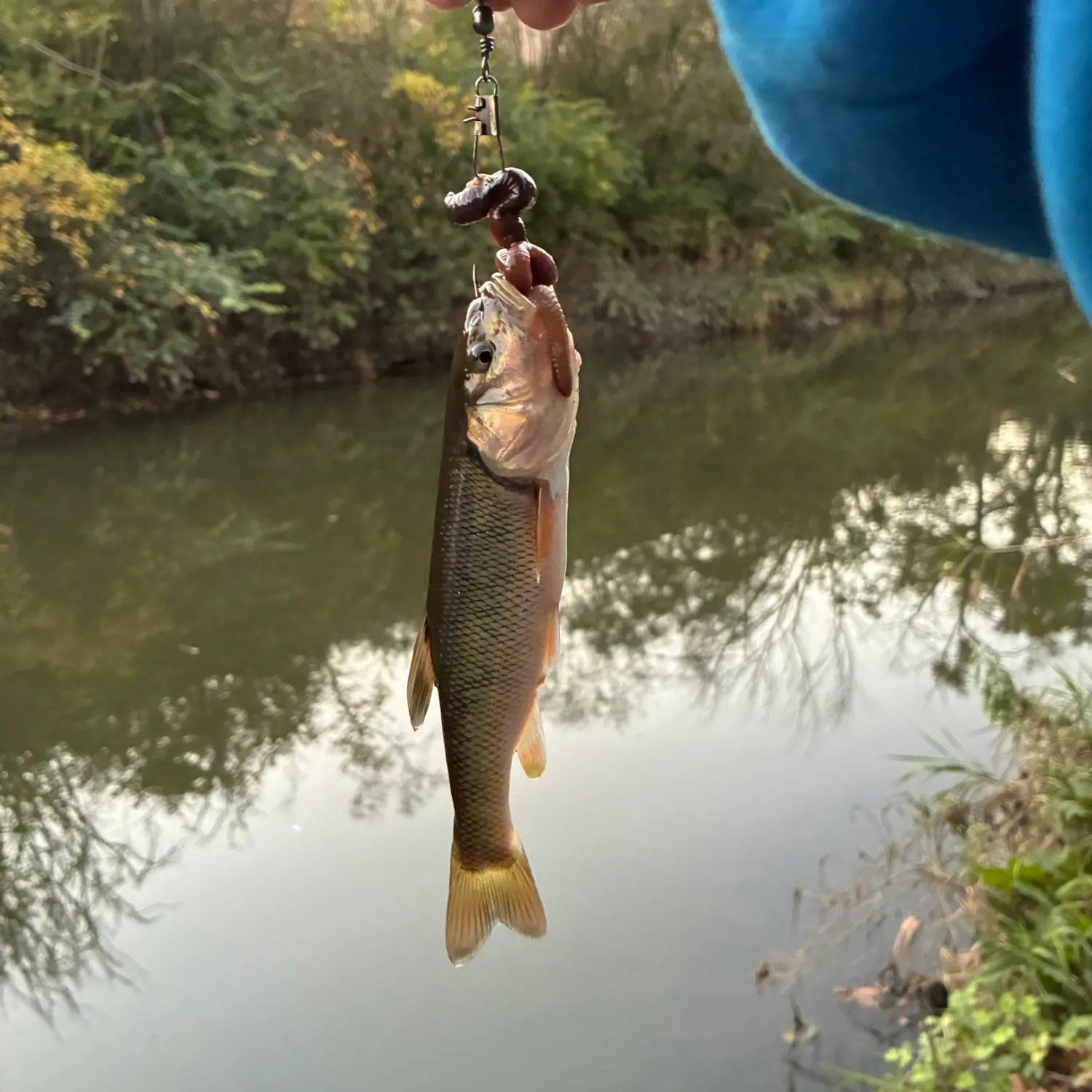 Creek chub caught on Fishbrain