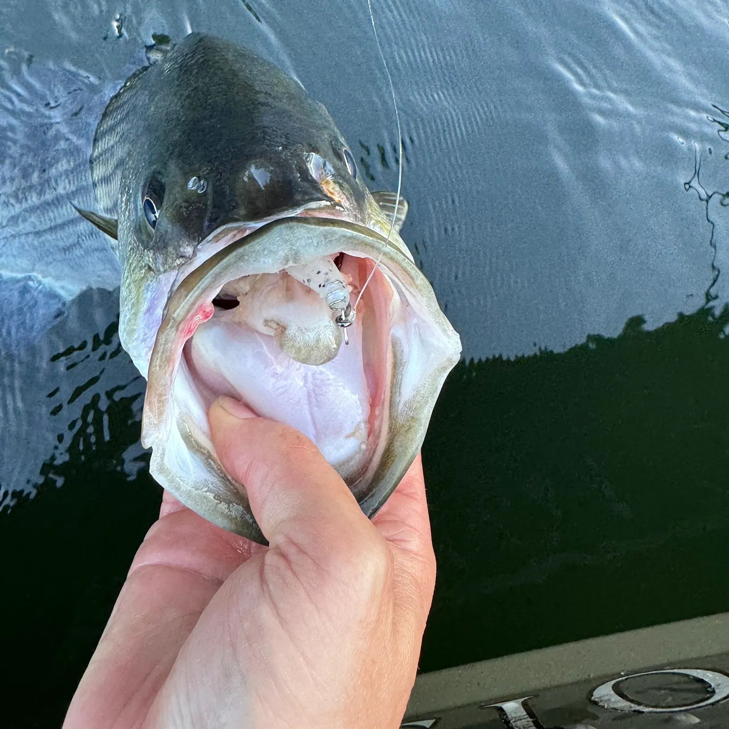 Striped bass caught on Fishbrain
