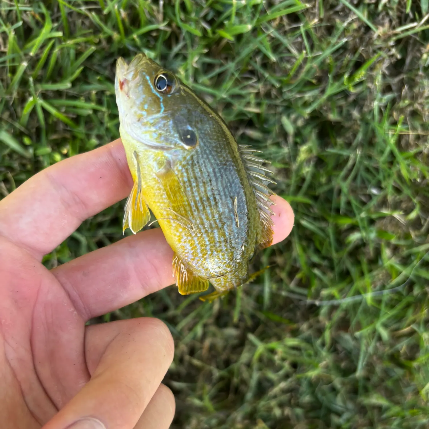 Green sunfish caught on Fishbrain
