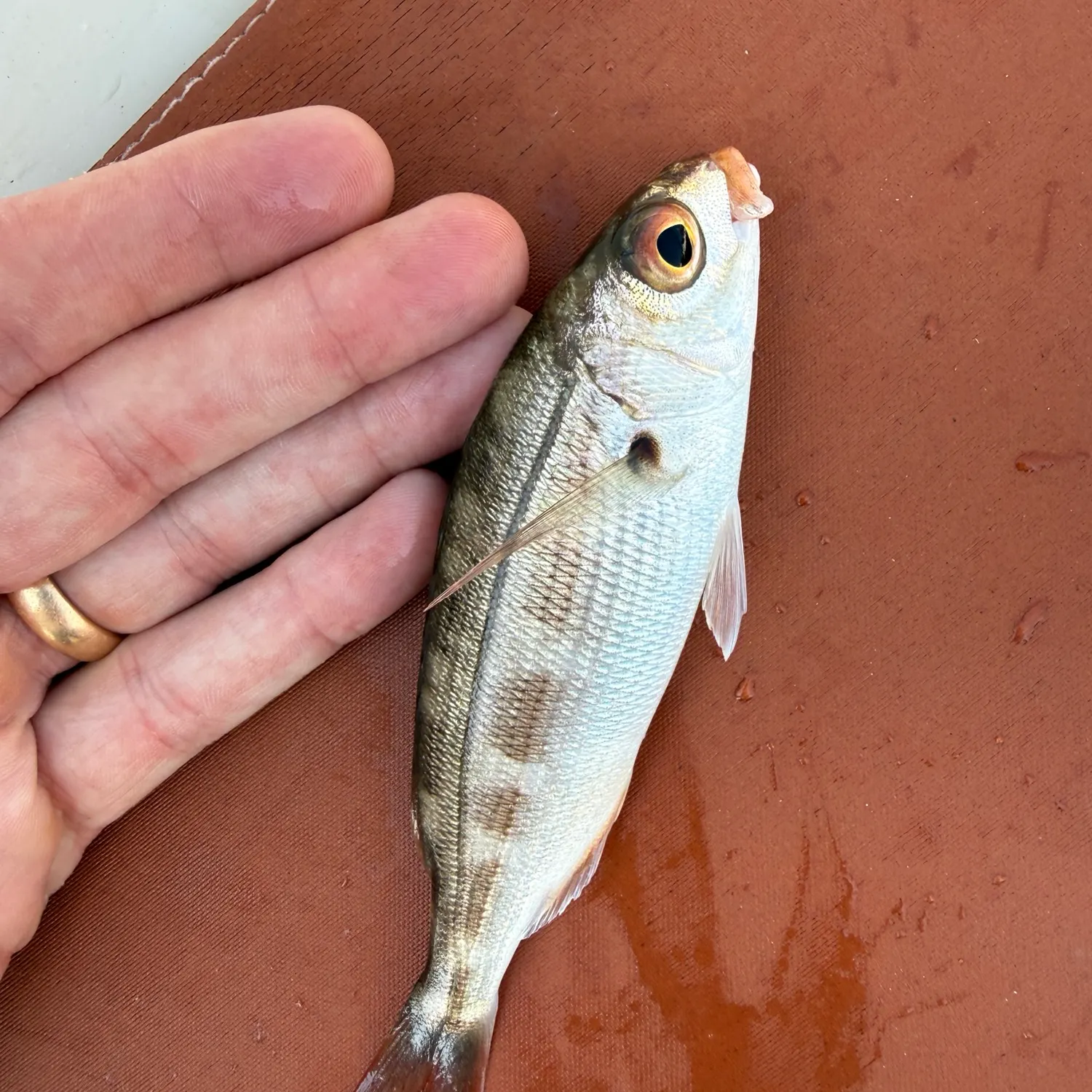 The most recent Axillary seabream catches on Fishbrain