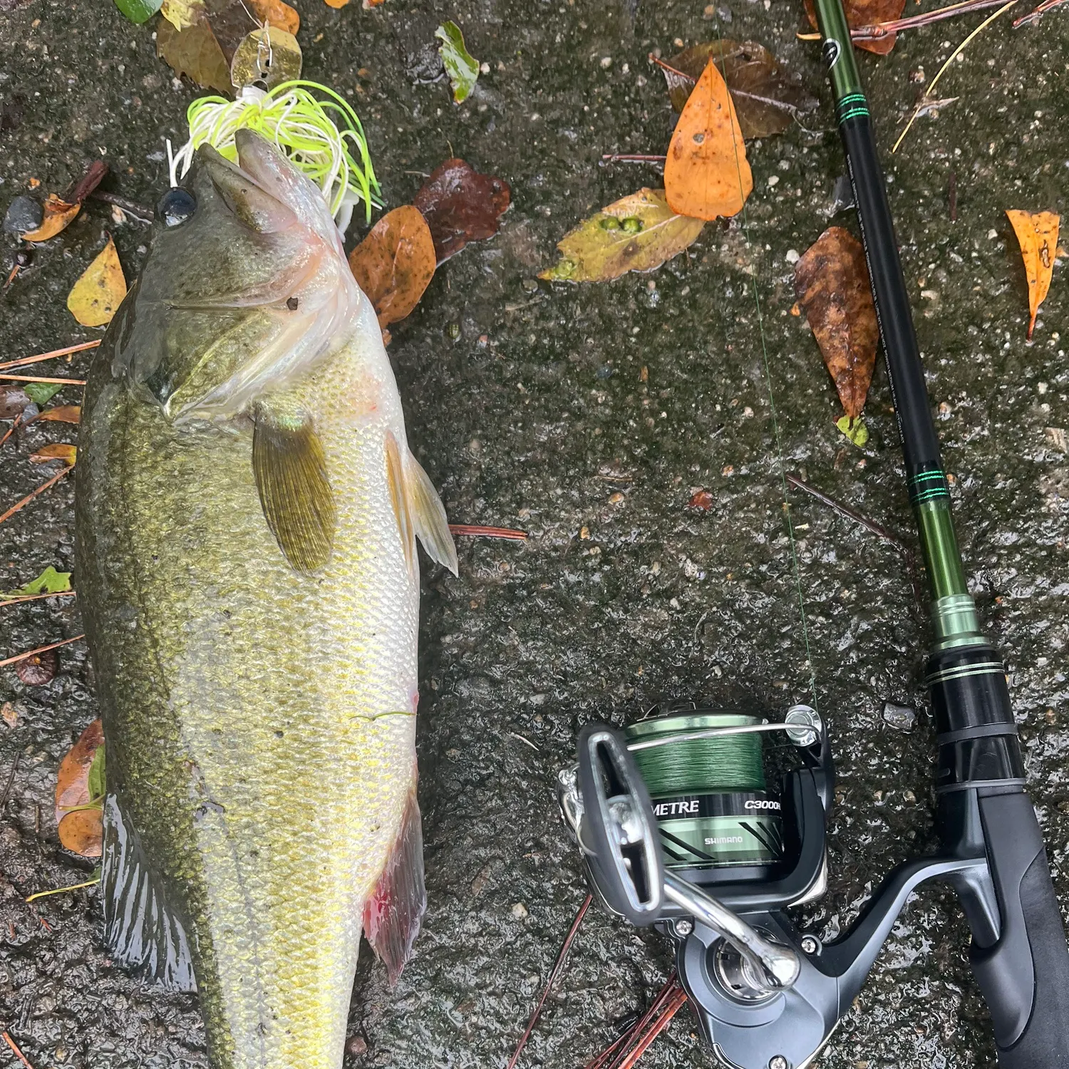 Largemouth bass caught on Fishbrain
