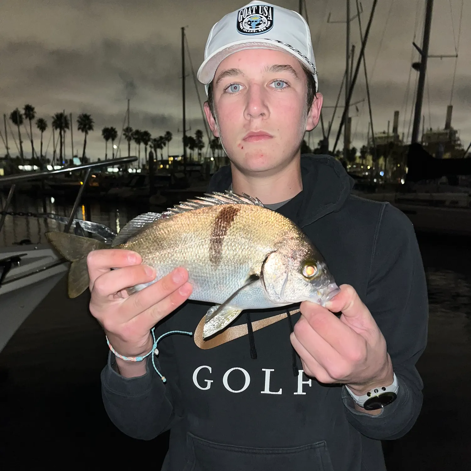 The most recent Sargo catches on Fishbrain