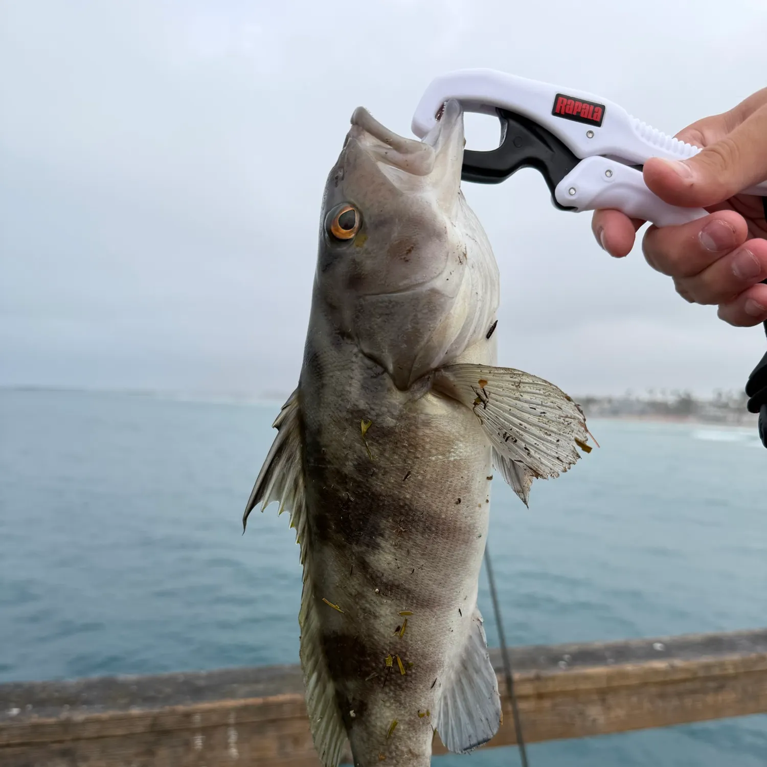 Barred sand bass caught on Fishbrain