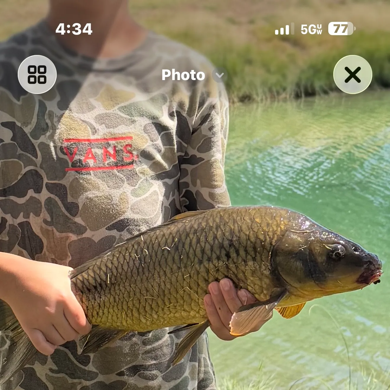 Common carp caught on Fishbrain