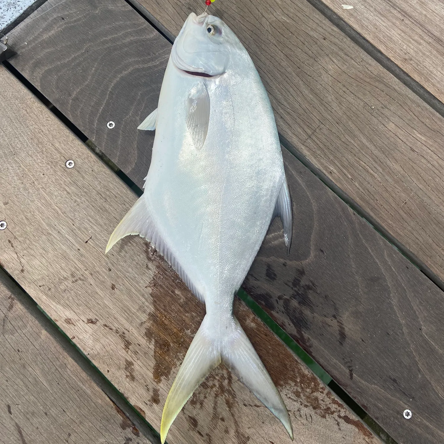 The most recent Southern pompano catches on Fishbrain