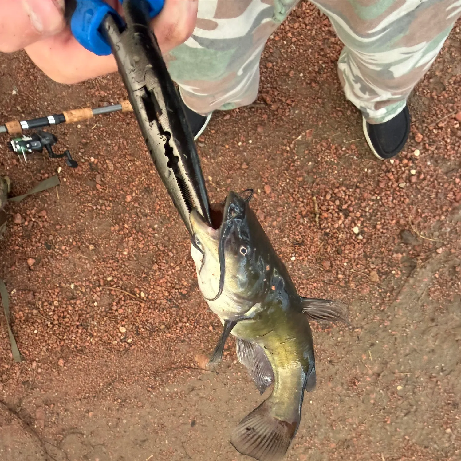 Channel catfish caught on Fishbrain