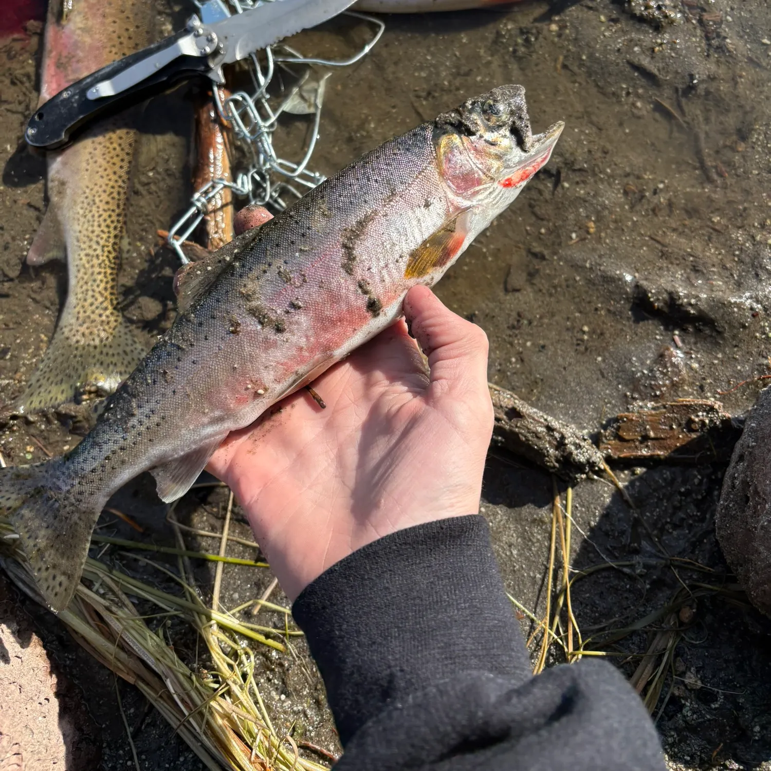 Cutthroat trout caught on Fishbrain