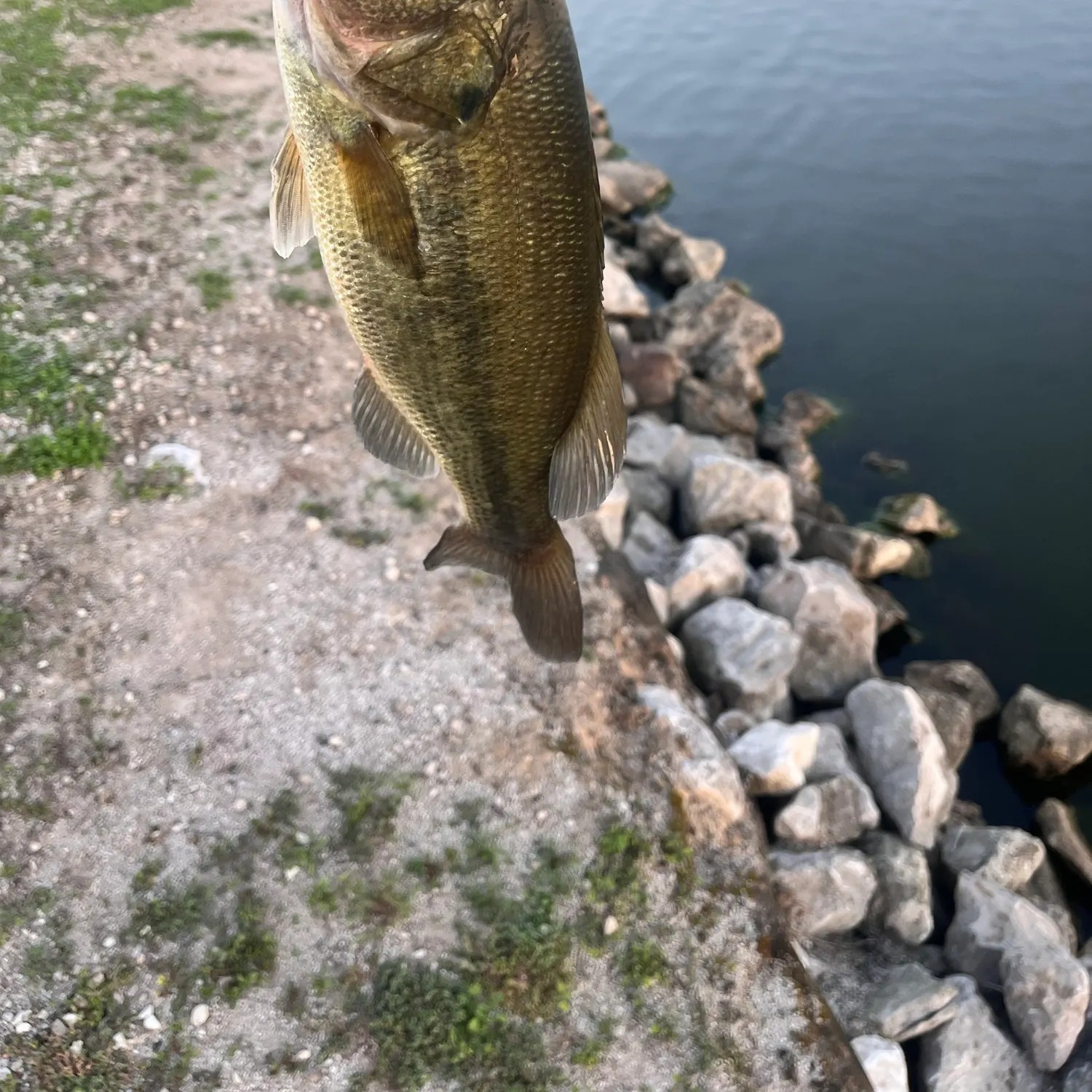 Largemouth bass caught on Fishbrain