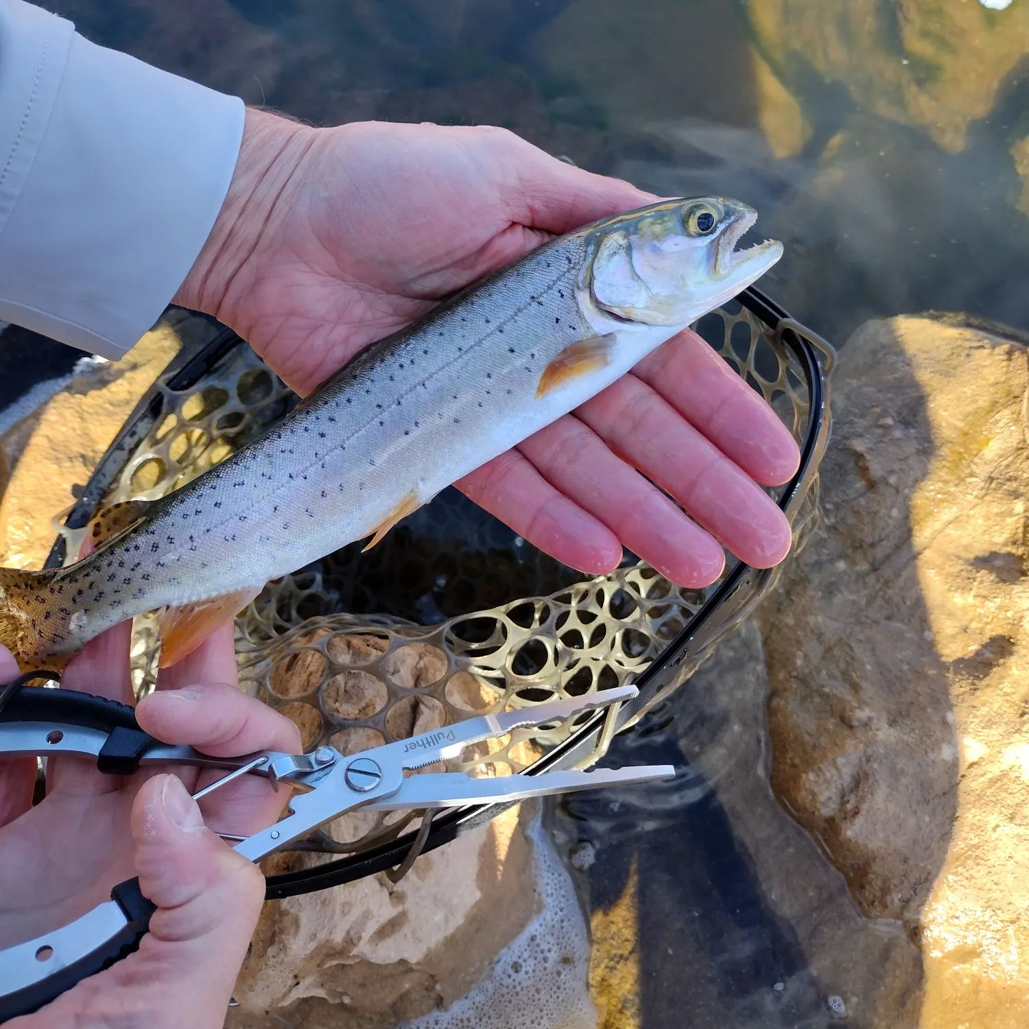 Bear River cutthroat trout caught on Fishbrain