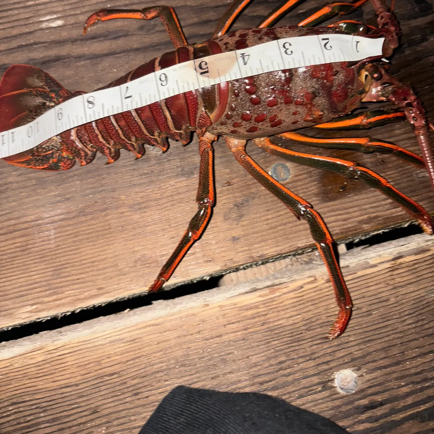 The most recent Swellshark catches on Fishbrain