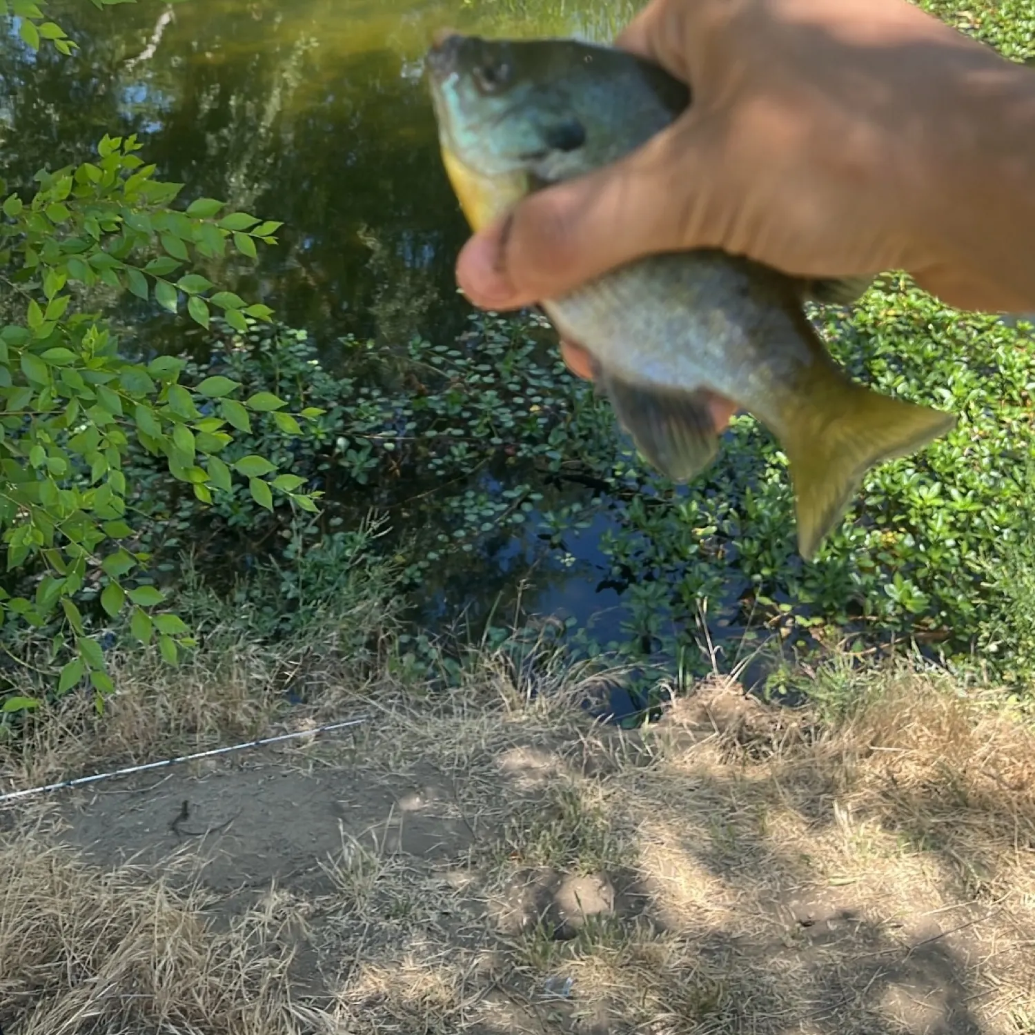 The most recent Bluegill catches on Fishbrain