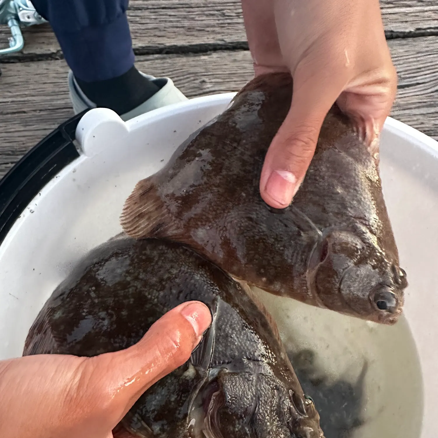 The most recent English sole catches on Fishbrain