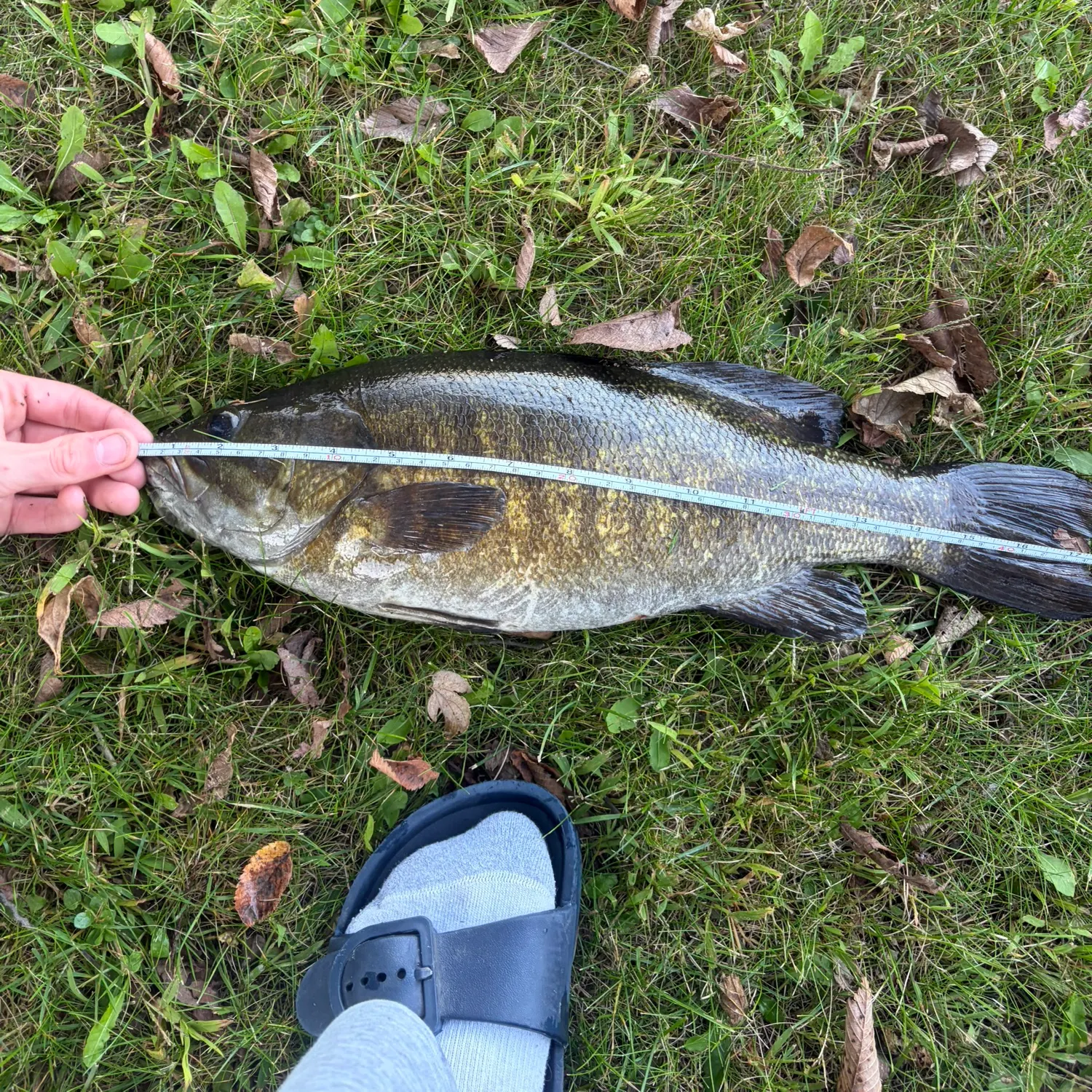 Smallmouth bass caught on Fishbrain