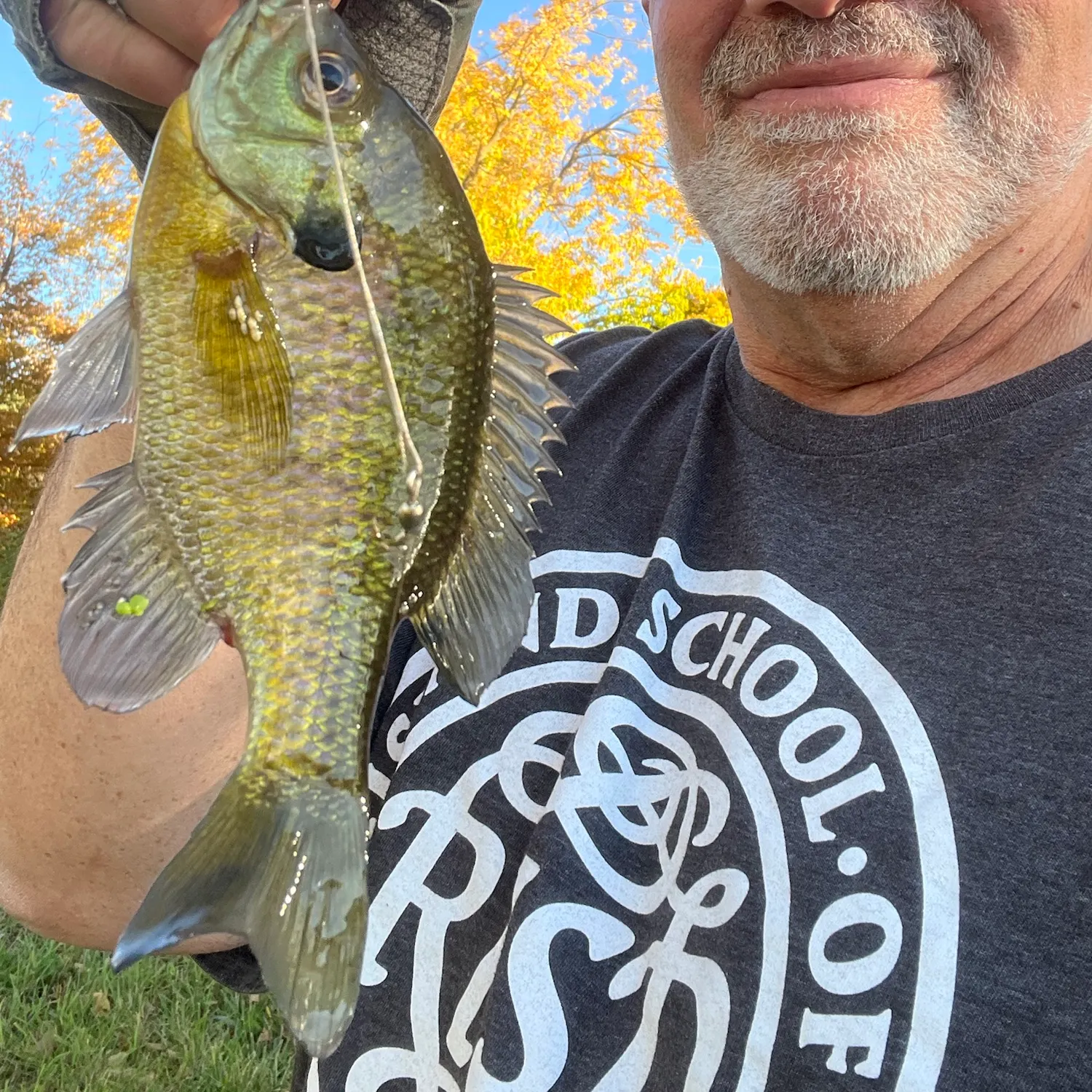 Bluegill caught on Fishbrain