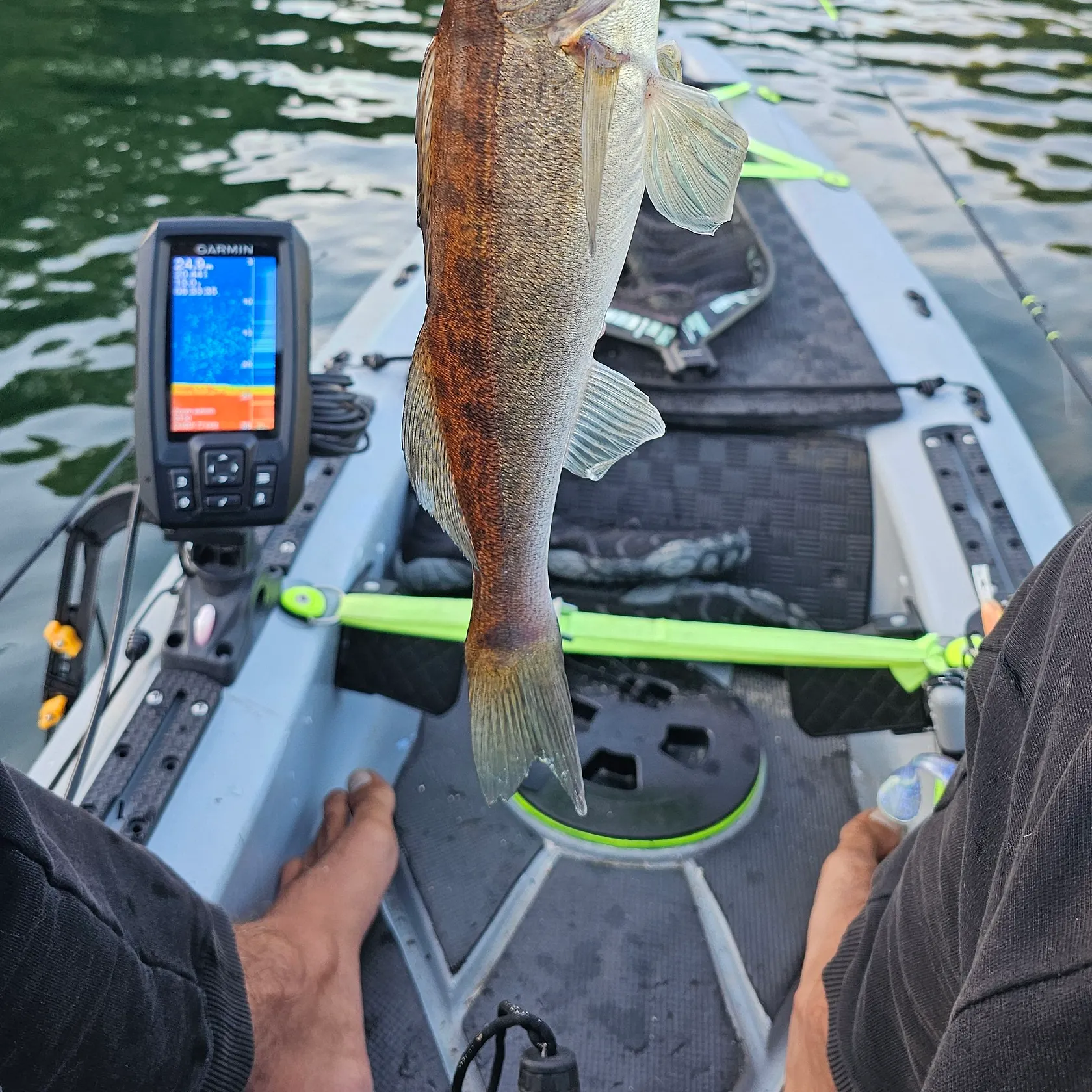 Zander caught on Fishbrain