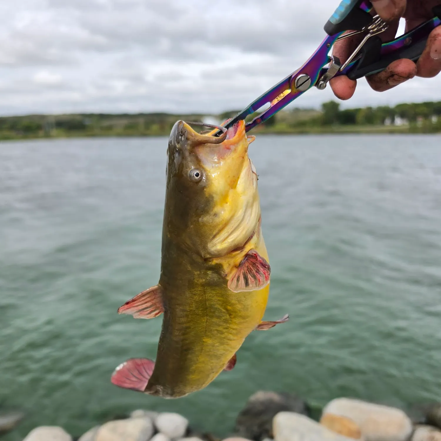 Black bullhead caught on Fishbrain