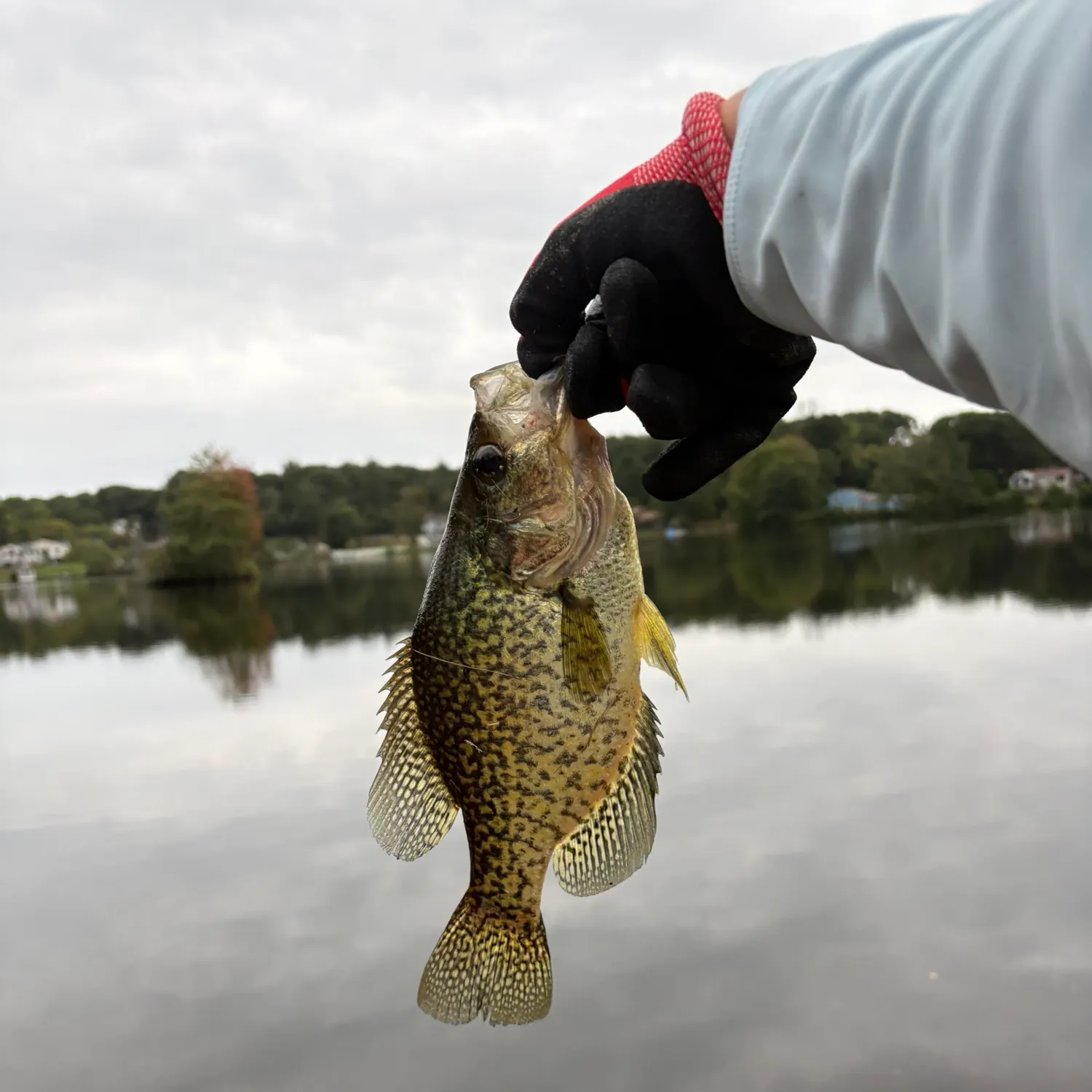Black crappie caught on Fishbrain
