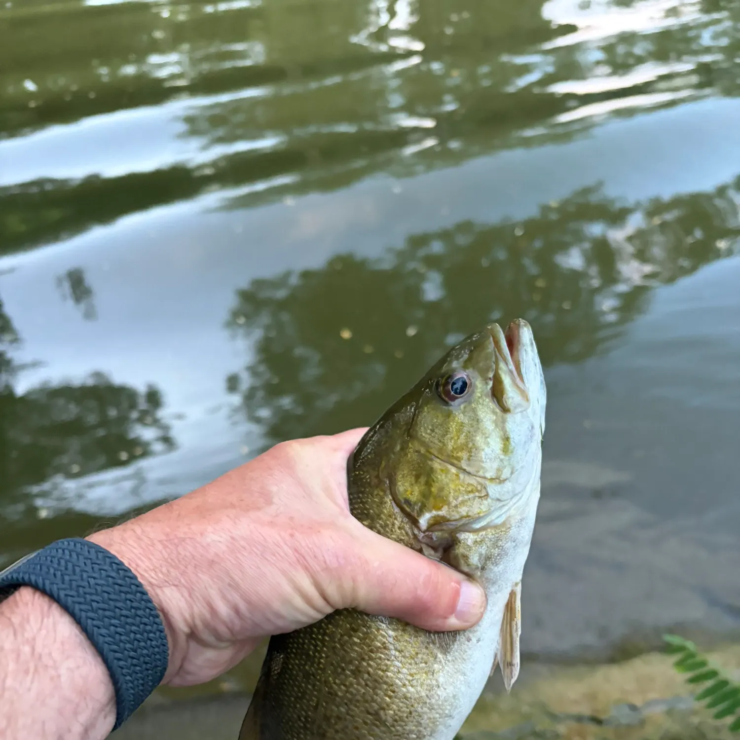 Smallmouth bass caught on Fishbrain