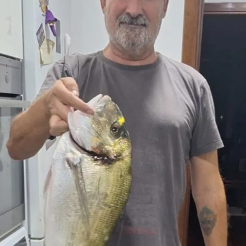 The most recent Gilthead seabream catches on Fishbrain