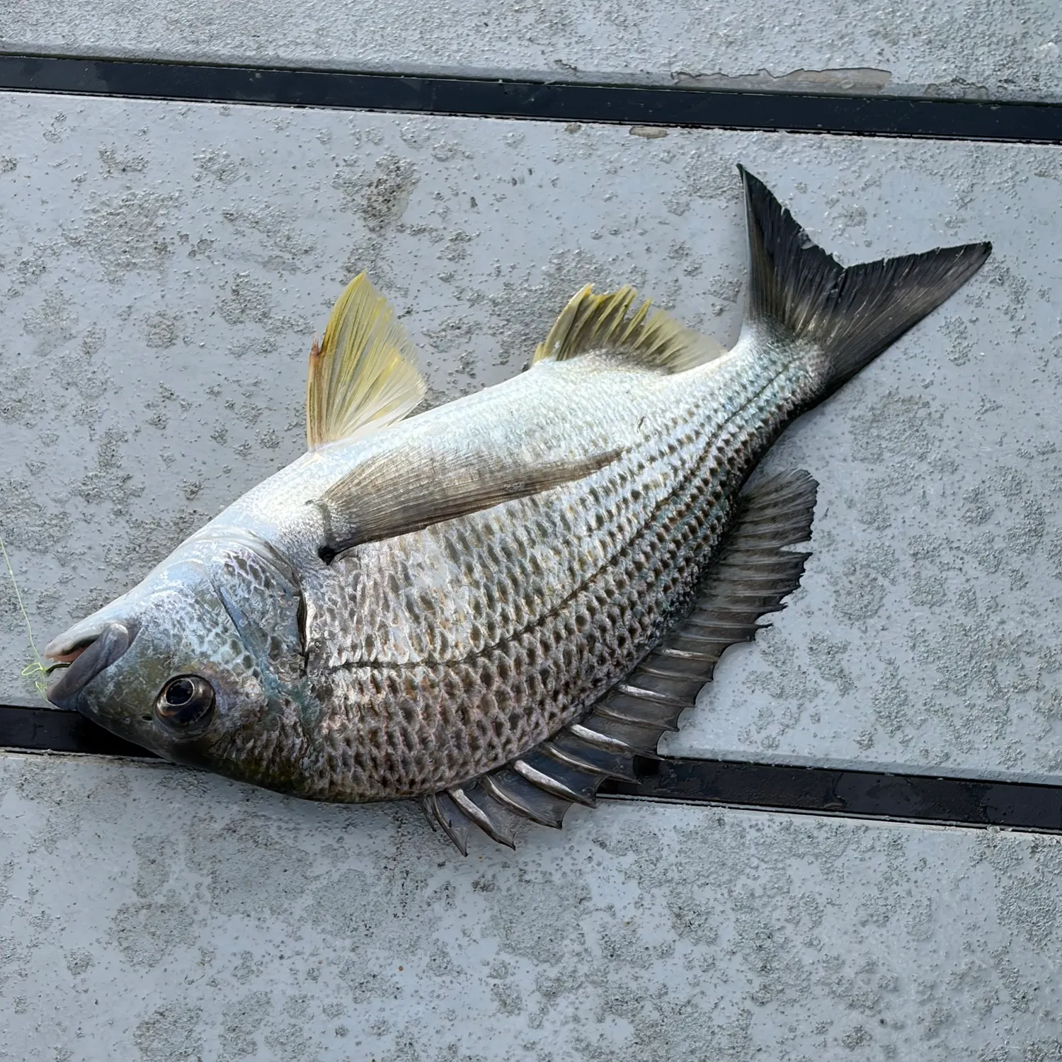 Fish caught on Fishbrain