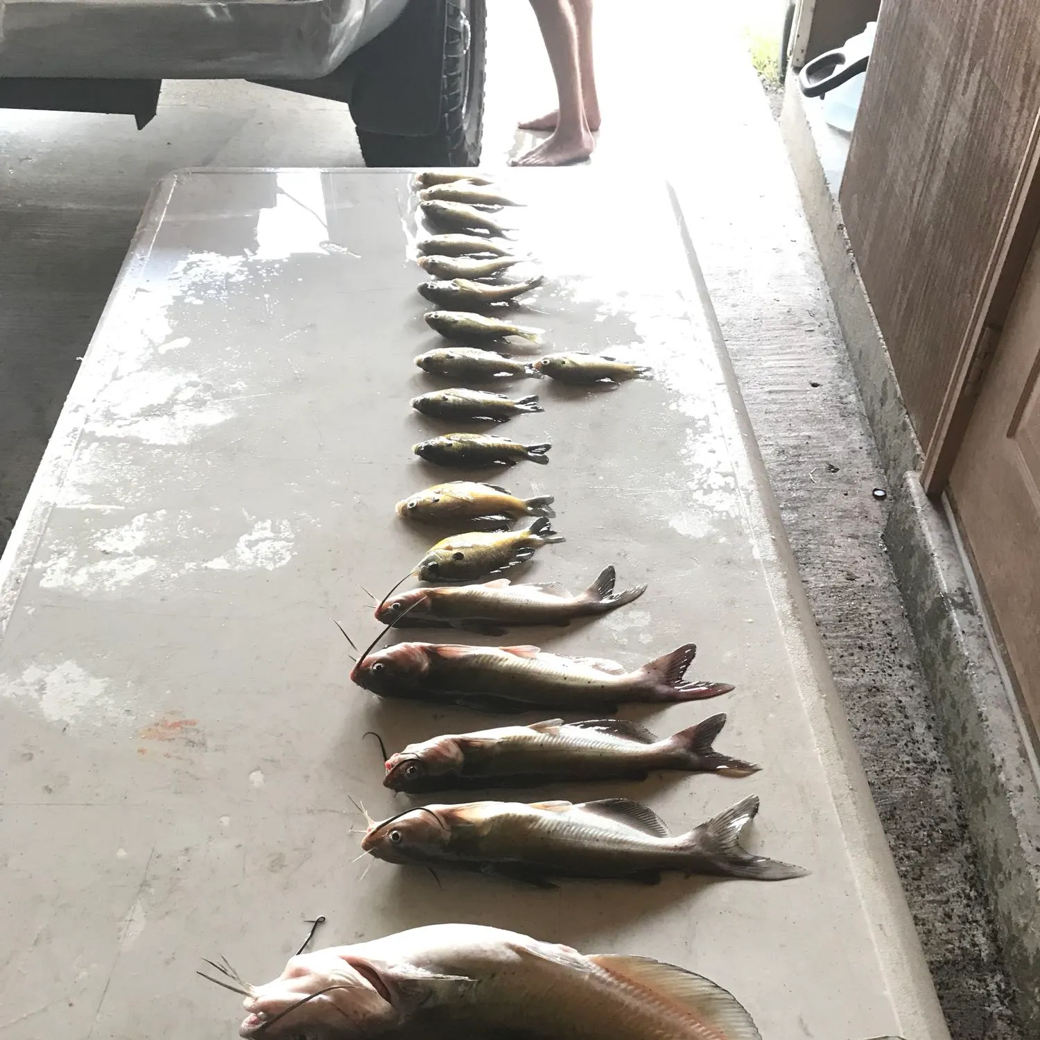 recently logged catches