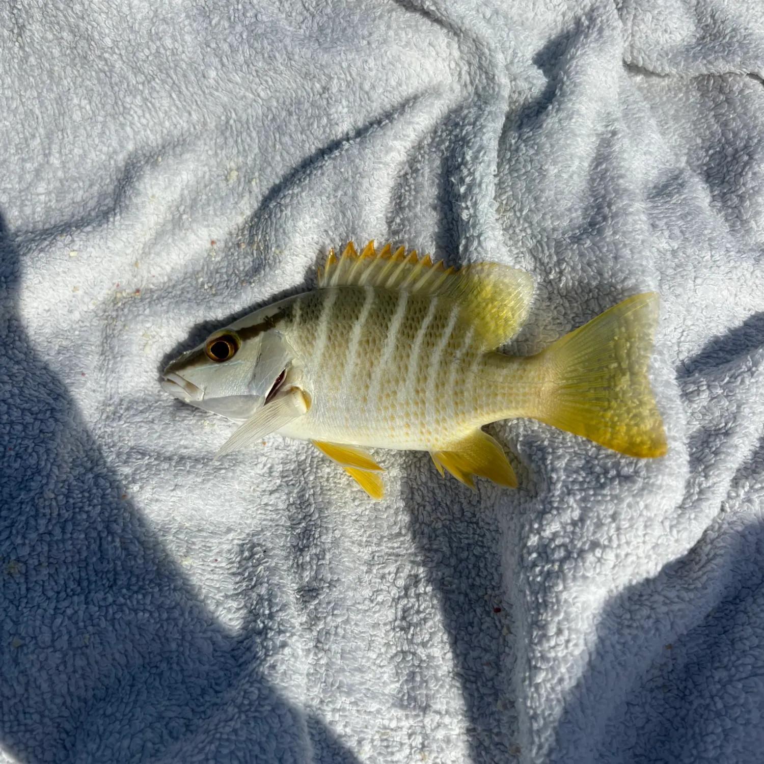 The most recent Schoolmaster snapper catches on Fishbrain