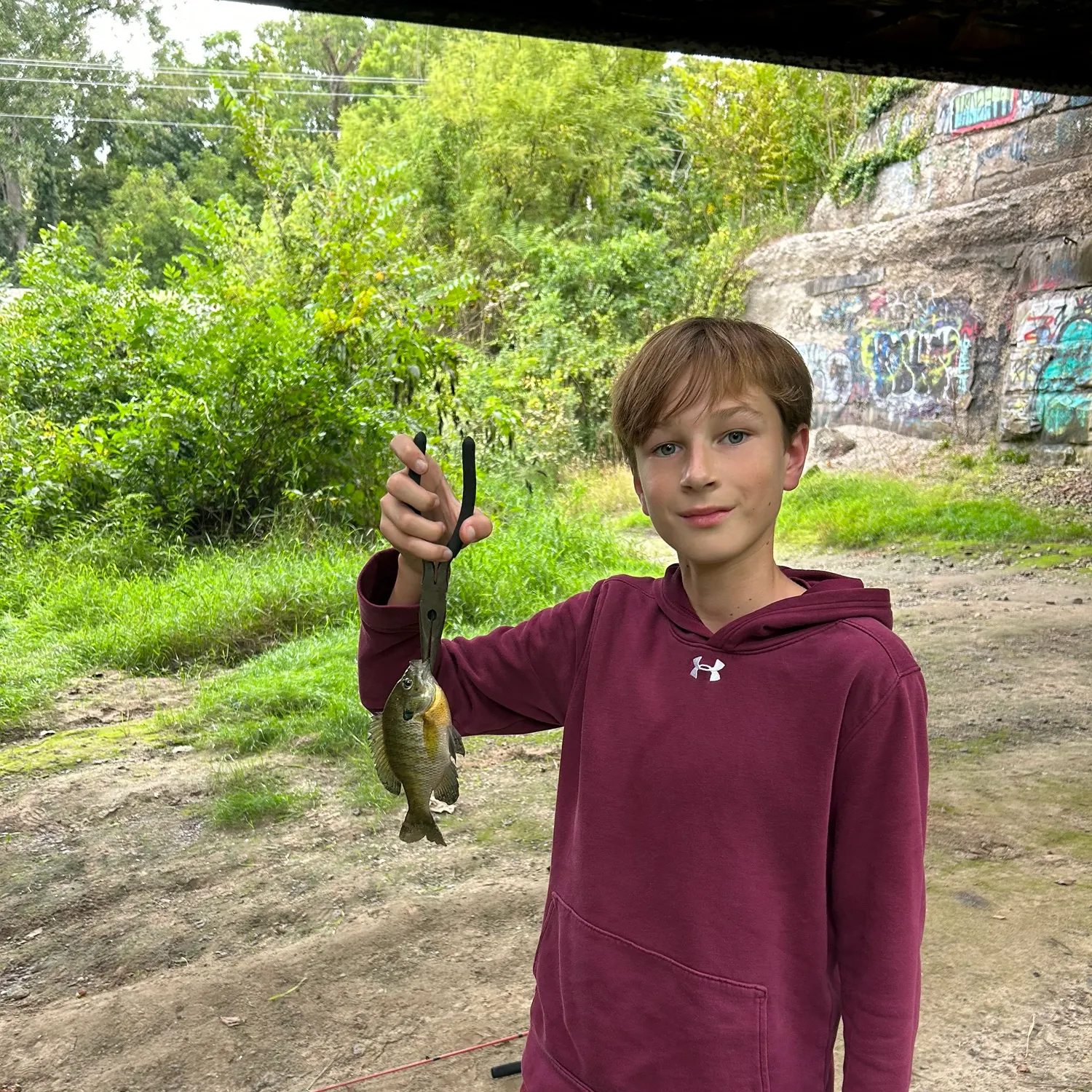 Bluegill caught on Fishbrain