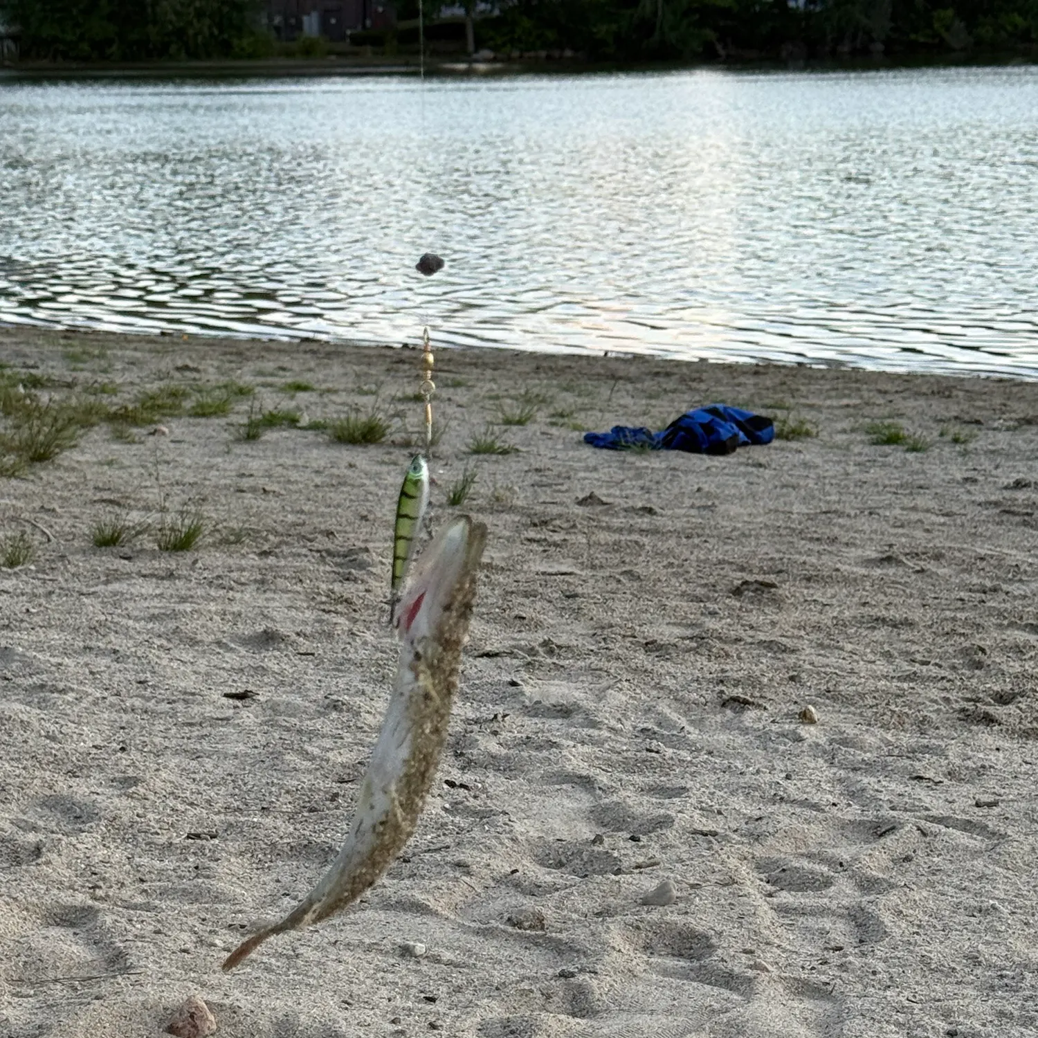 Chain pickerel caught on Fishbrain