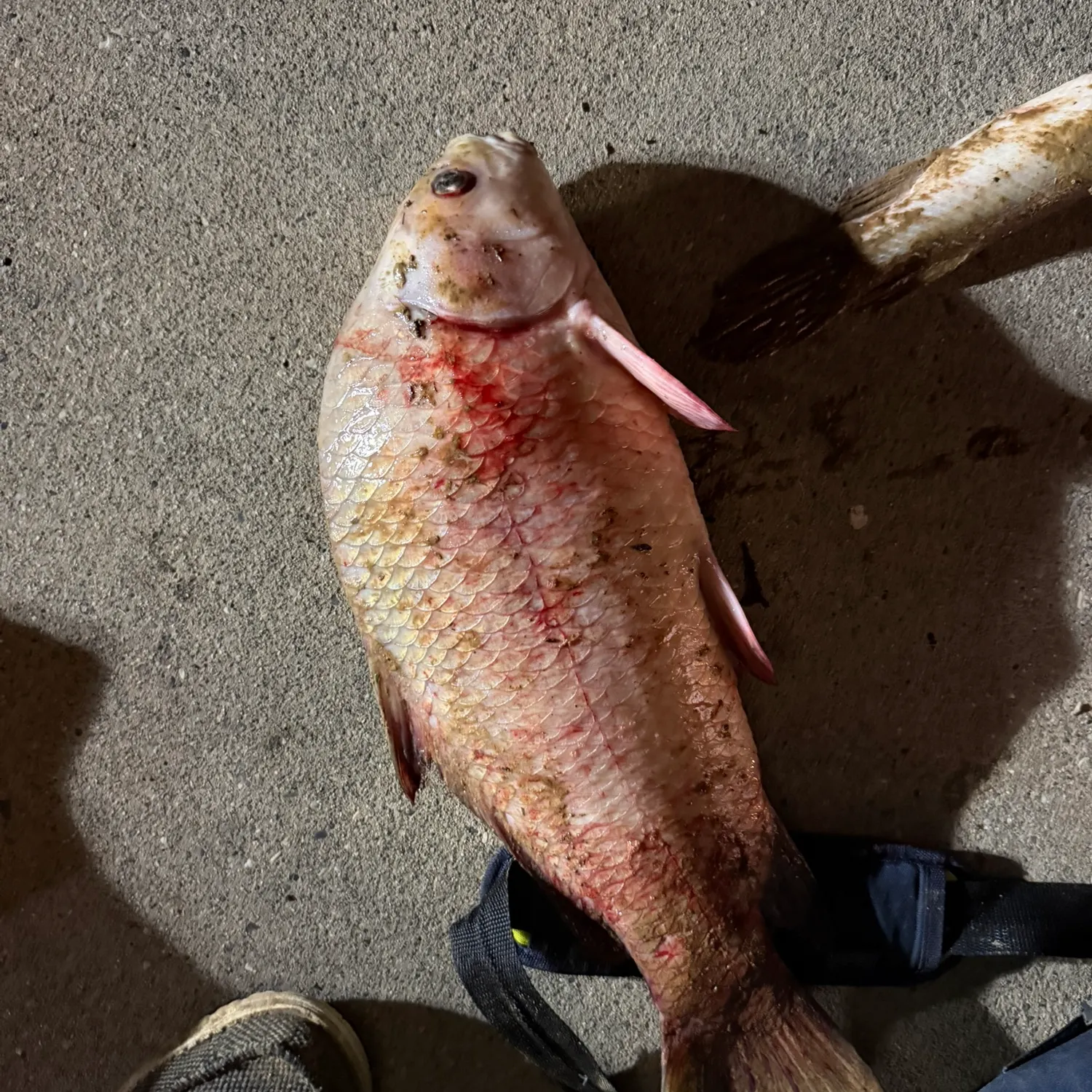 Smallmouth buffalo caught on Fishbrain