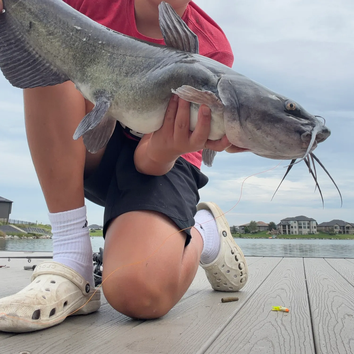 Channel catfish caught on Fishbrain