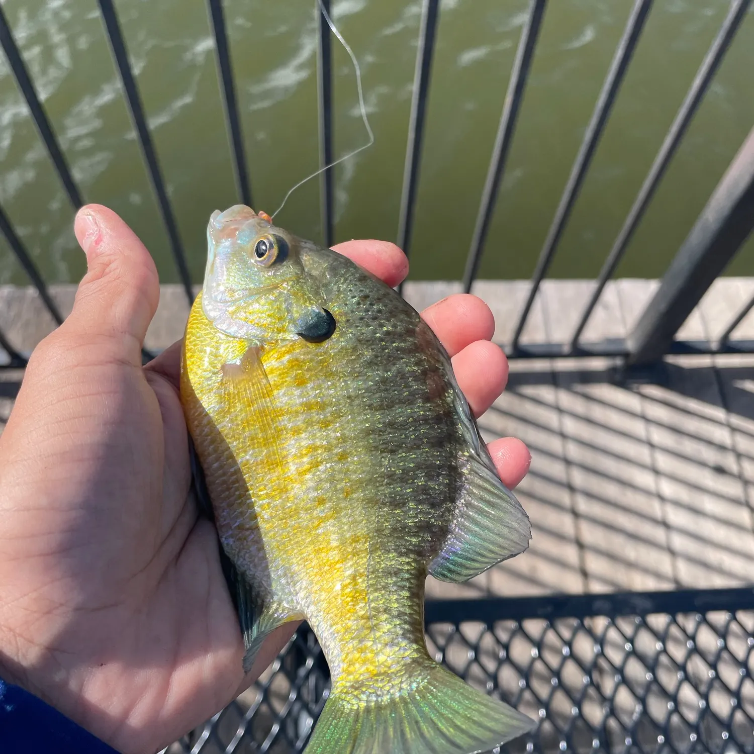 Bluegill caught on Fishbrain