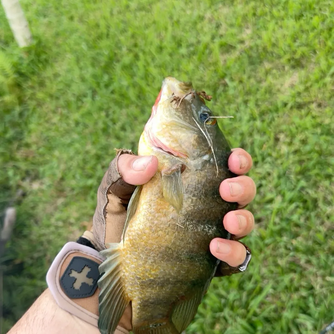Mayan cichlid caught on Fishbrain