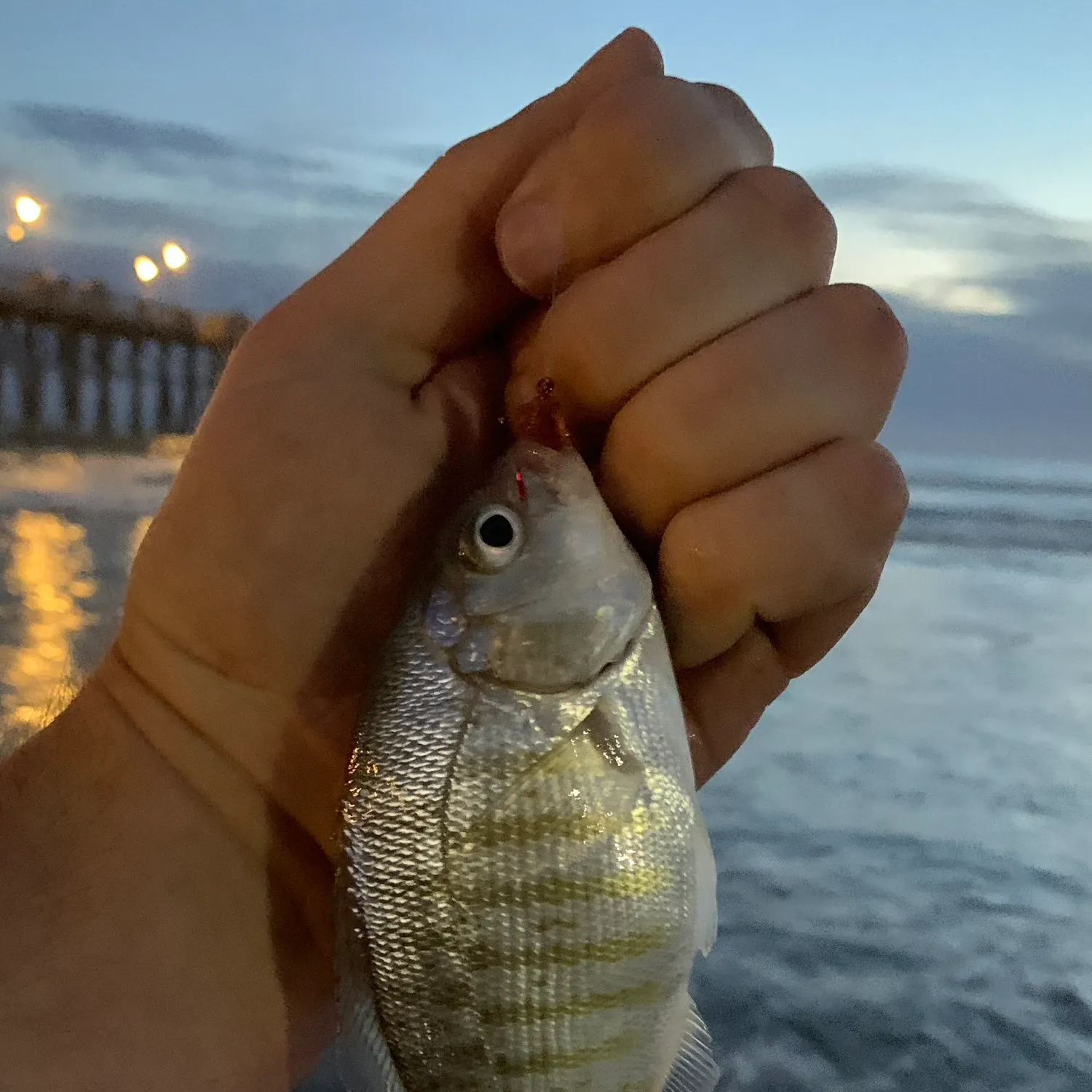 The most recent Barred surfperch catches on Fishbrain