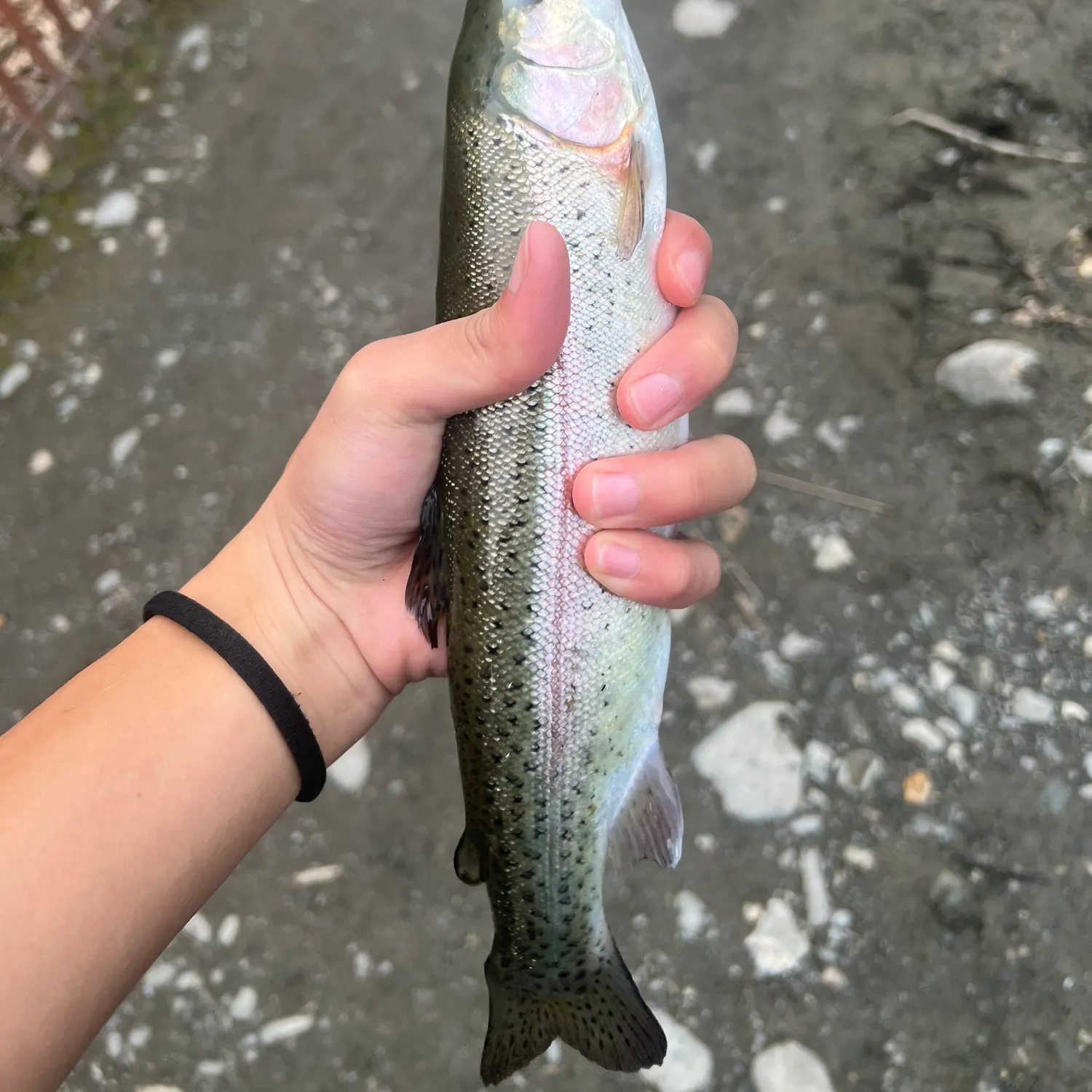 Rainbow trout caught on Fishbrain