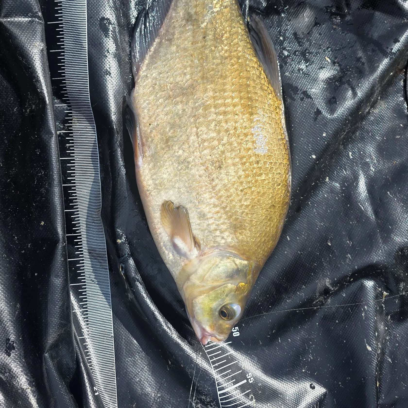 Common bream caught on Fishbrain