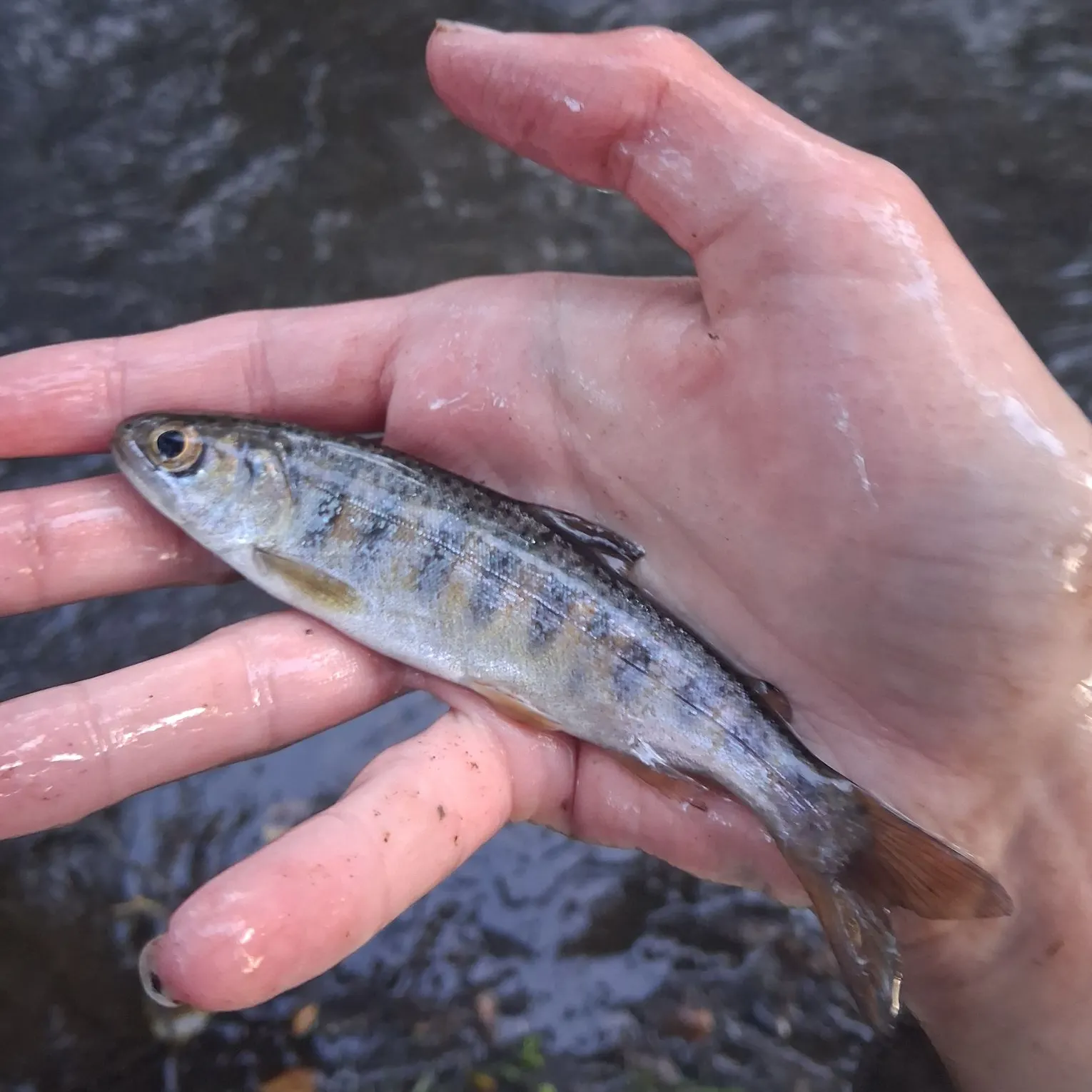 Chinook salmon caught on Fishbrain