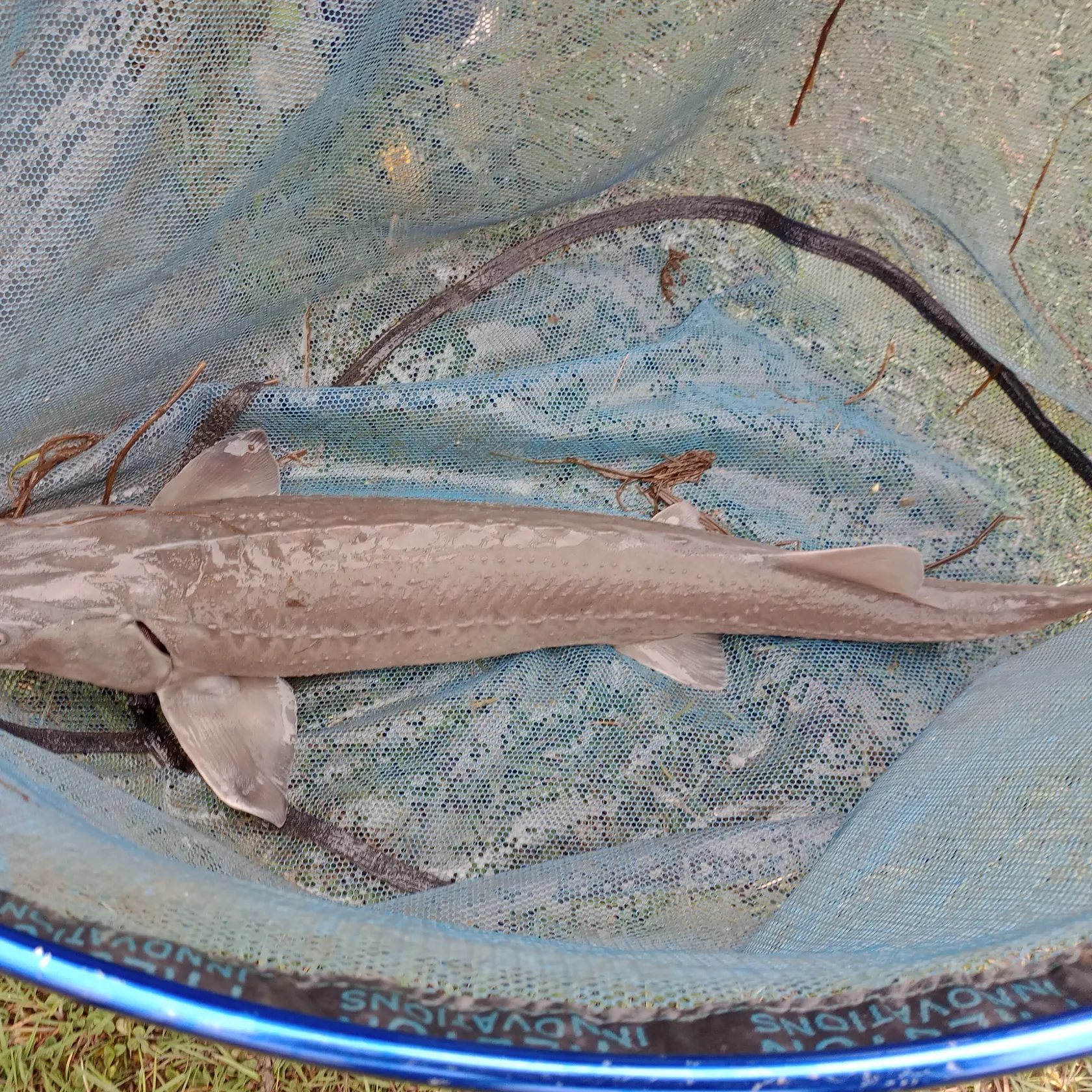 The most recent Siberian sturgeon catches on Fishbrain