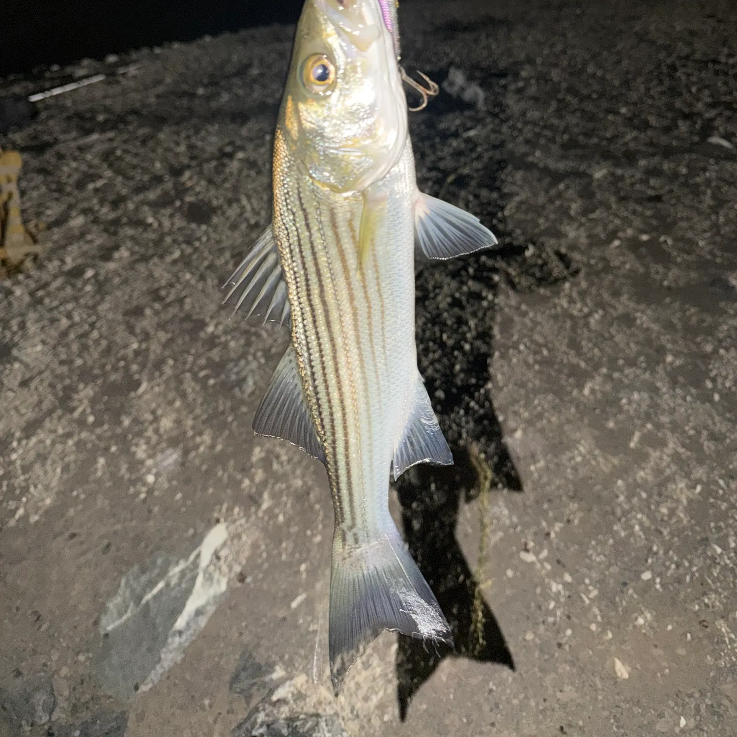 Striped bass caught on Fishbrain