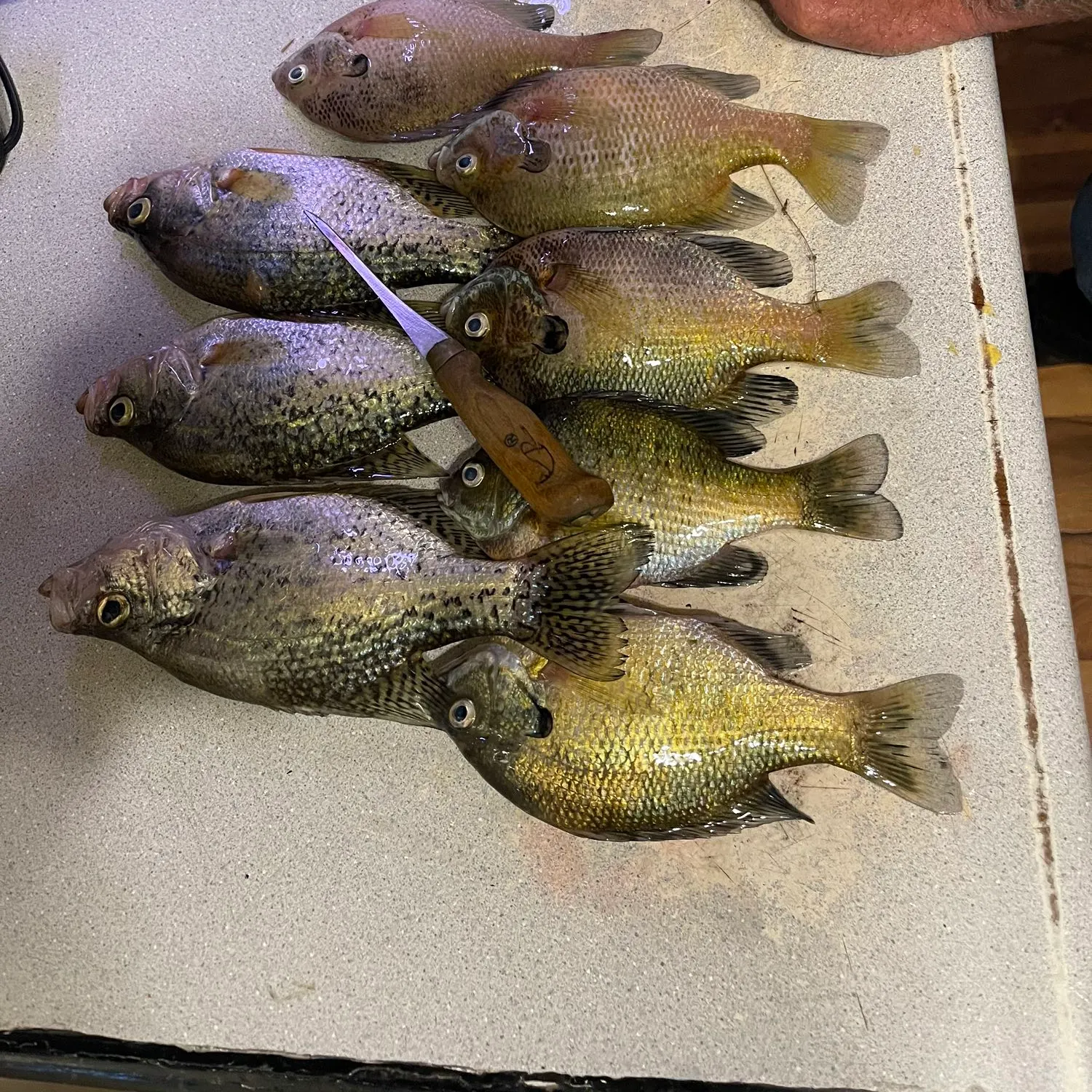 recently logged catches