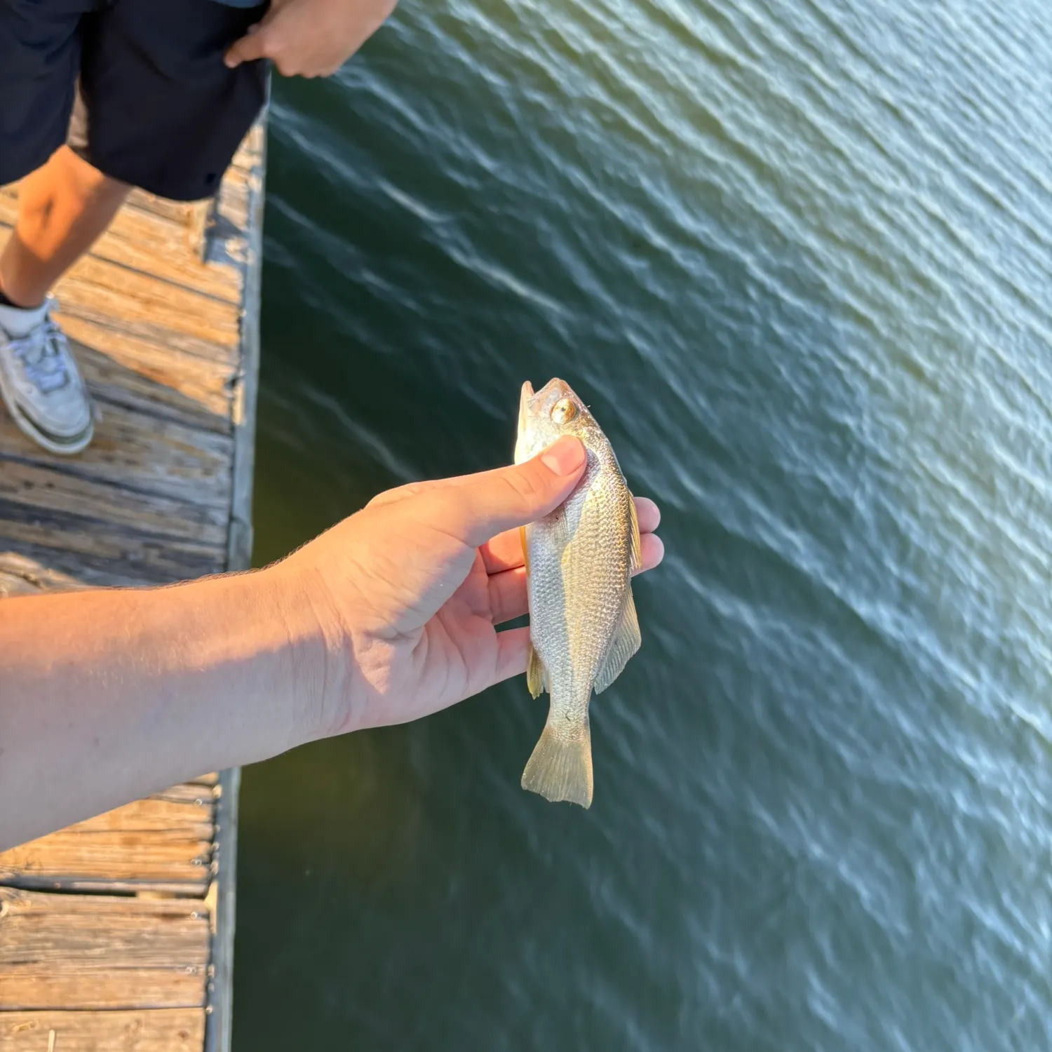 The most recent Sooty grunter catches on Fishbrain