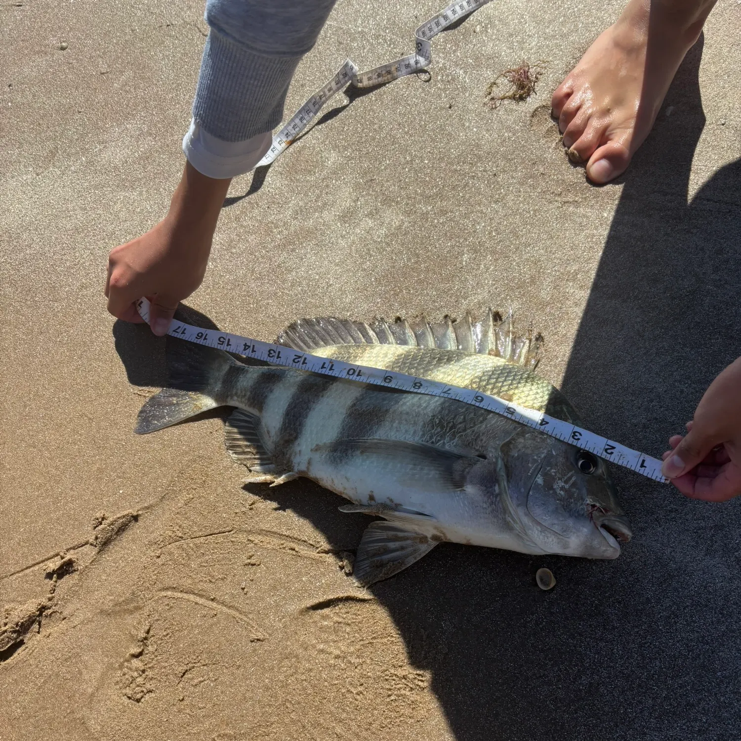 The most recent Sheepshead catches on Fishbrain