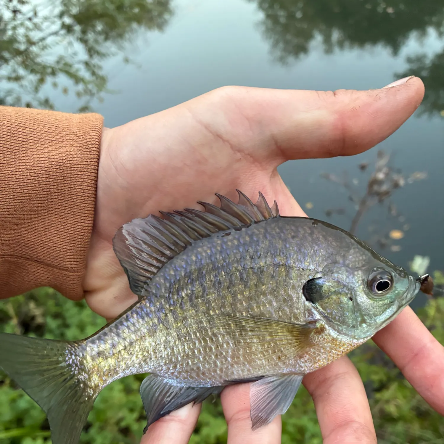 Bluegill caught on Fishbrain
