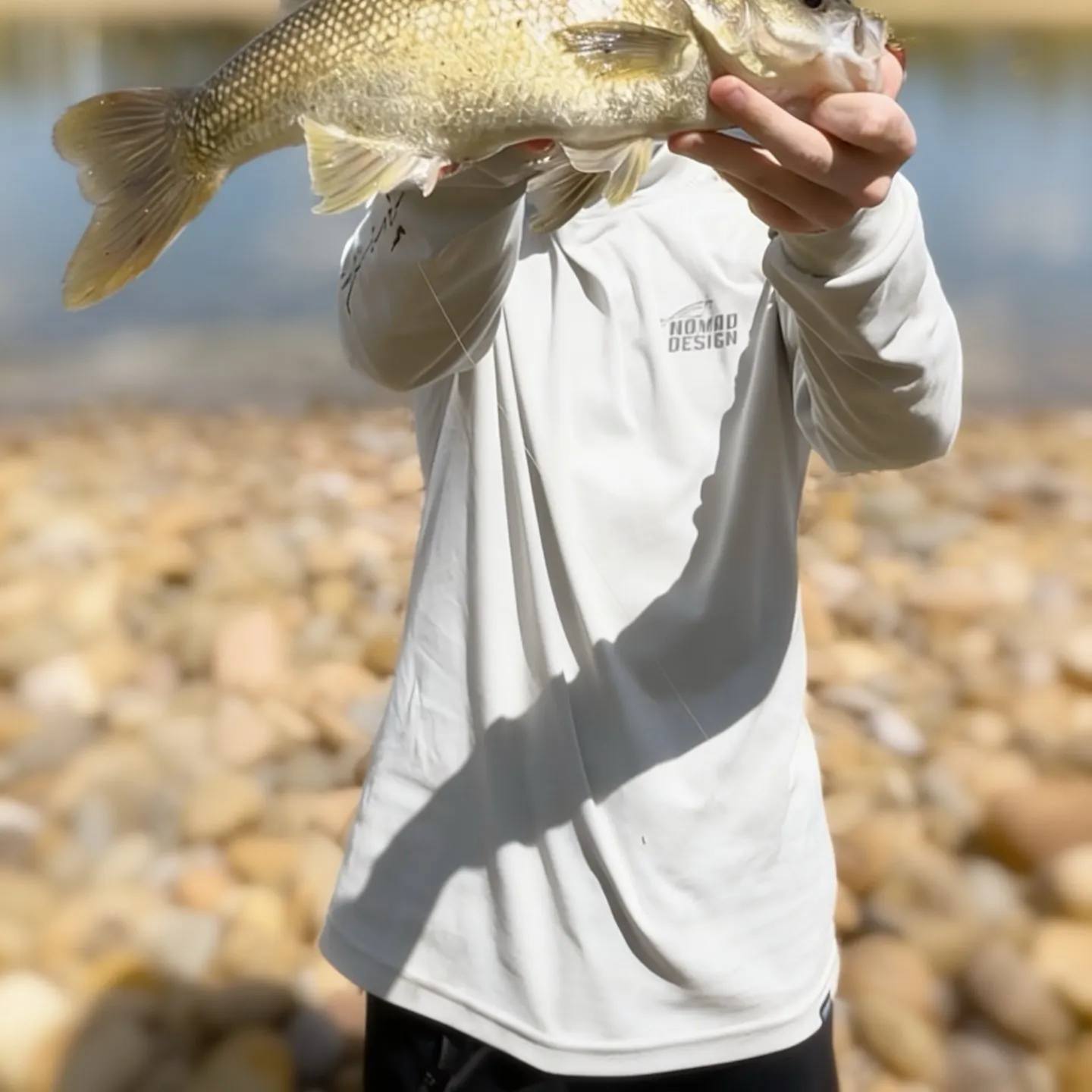 Australian bass caught on Fishbrain
