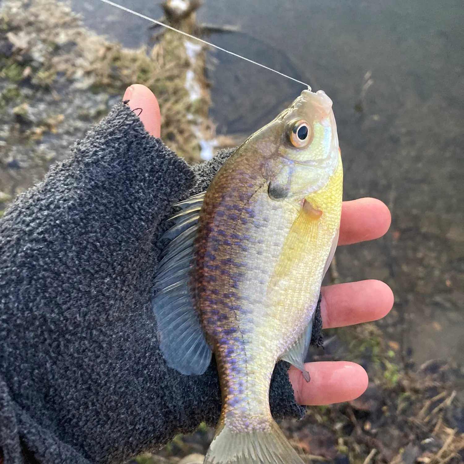The most recent Bluegill catches on Fishbrain