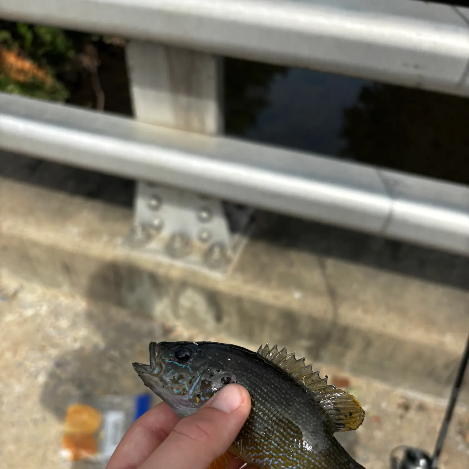 Green sunfish caught on Fishbrain