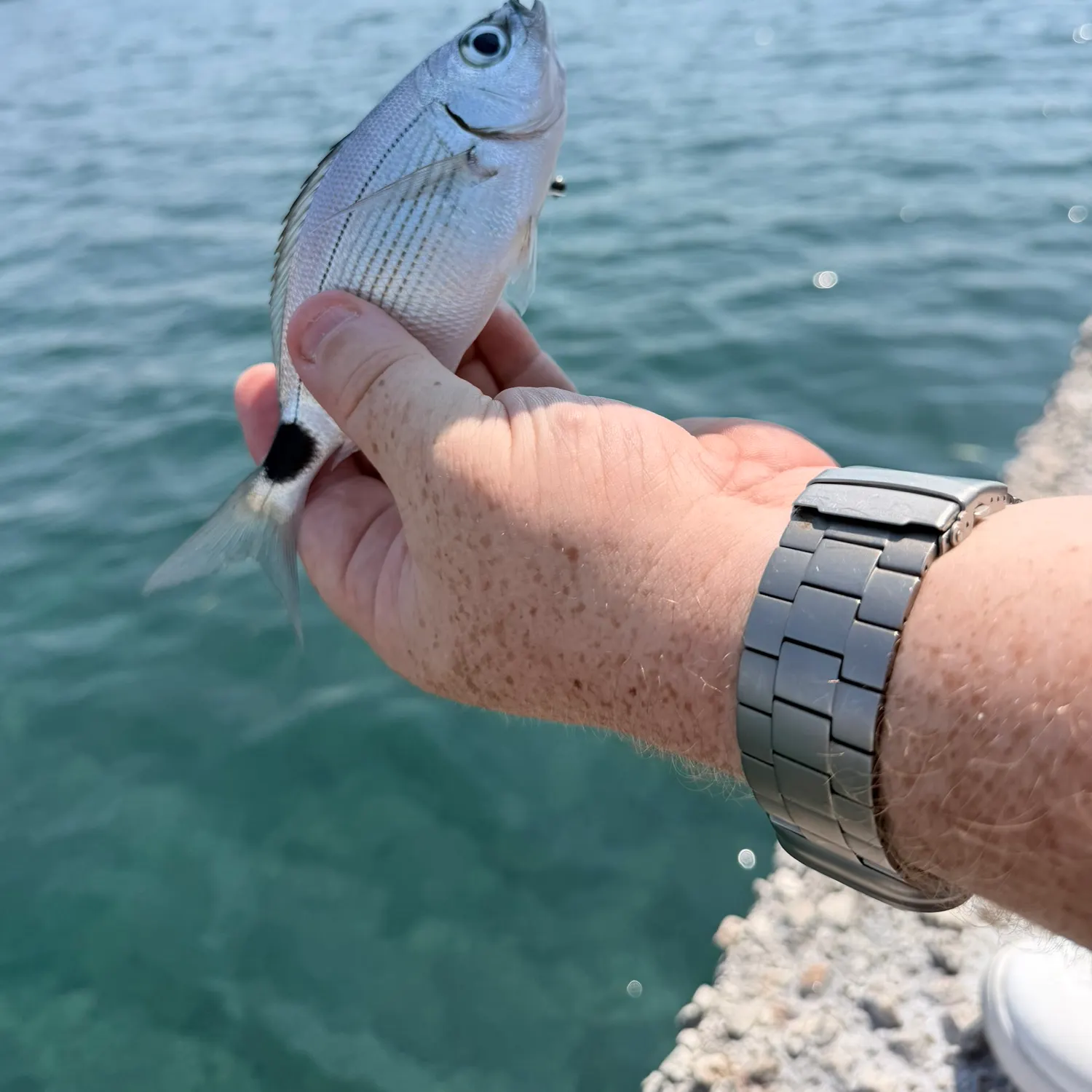 White seabream caught on Fishbrain
