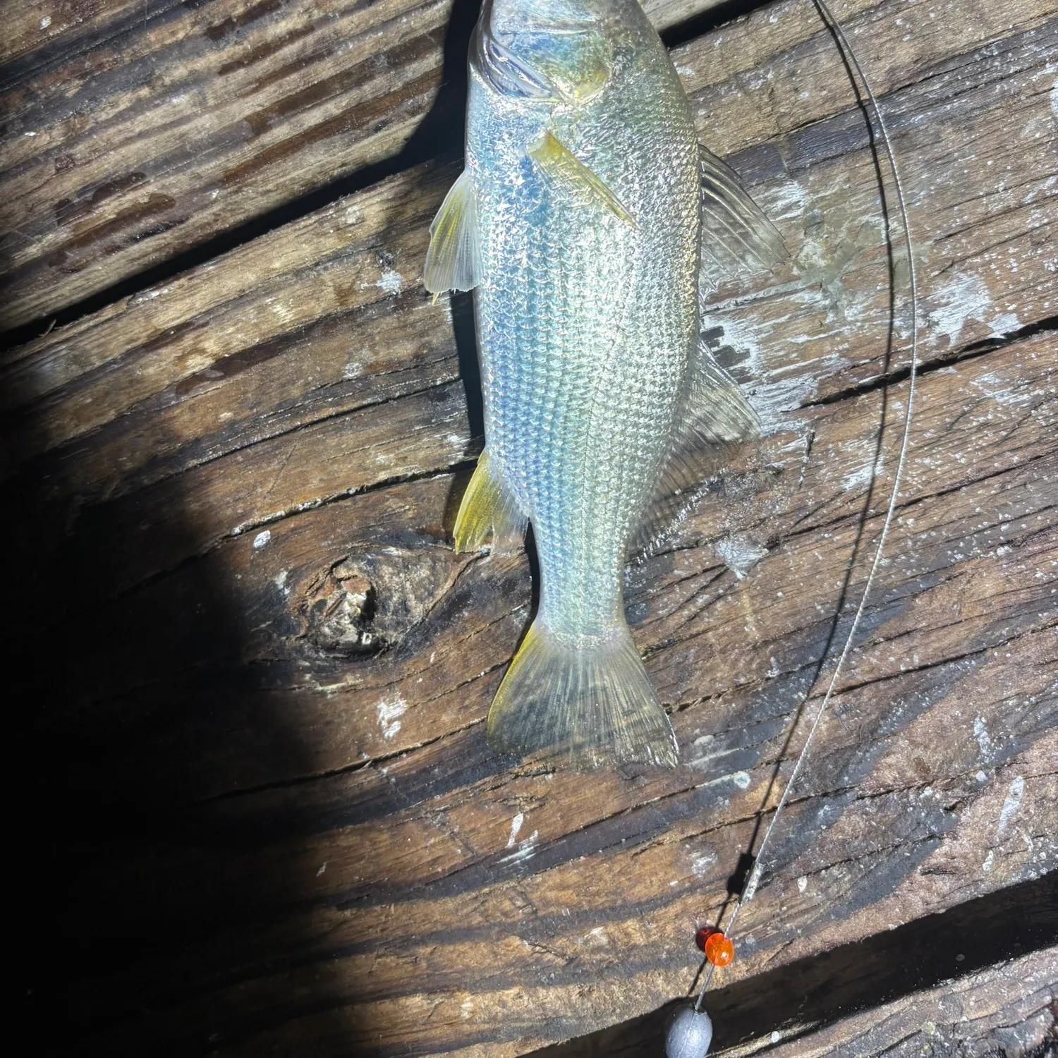 The most recent Silver perch catches on Fishbrain