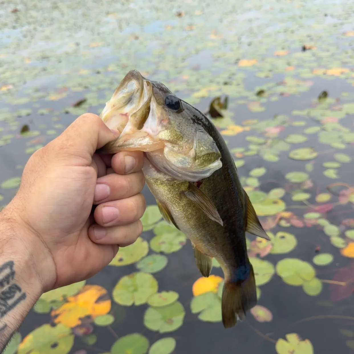 Fish caught on Fishbrain