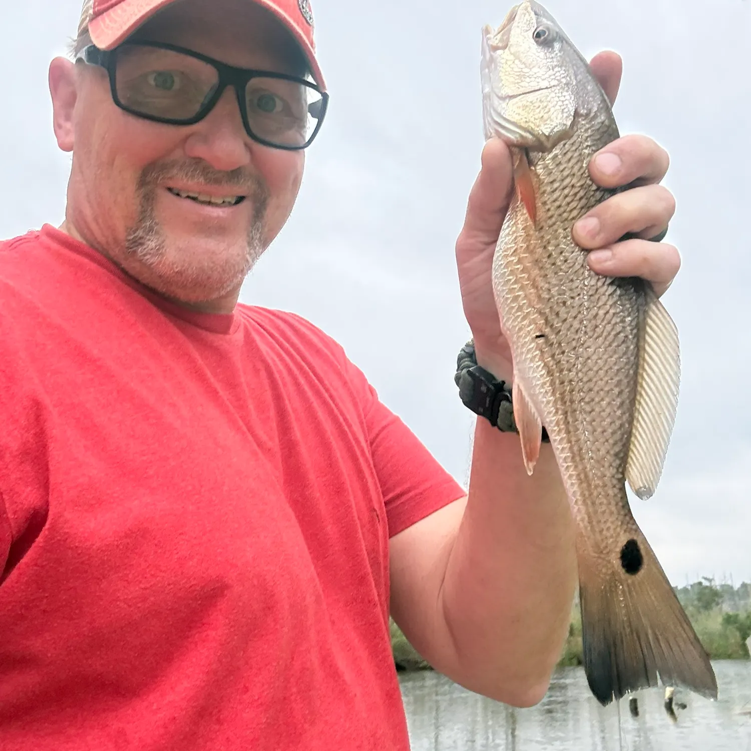 Red drum caught on Fishbrain
