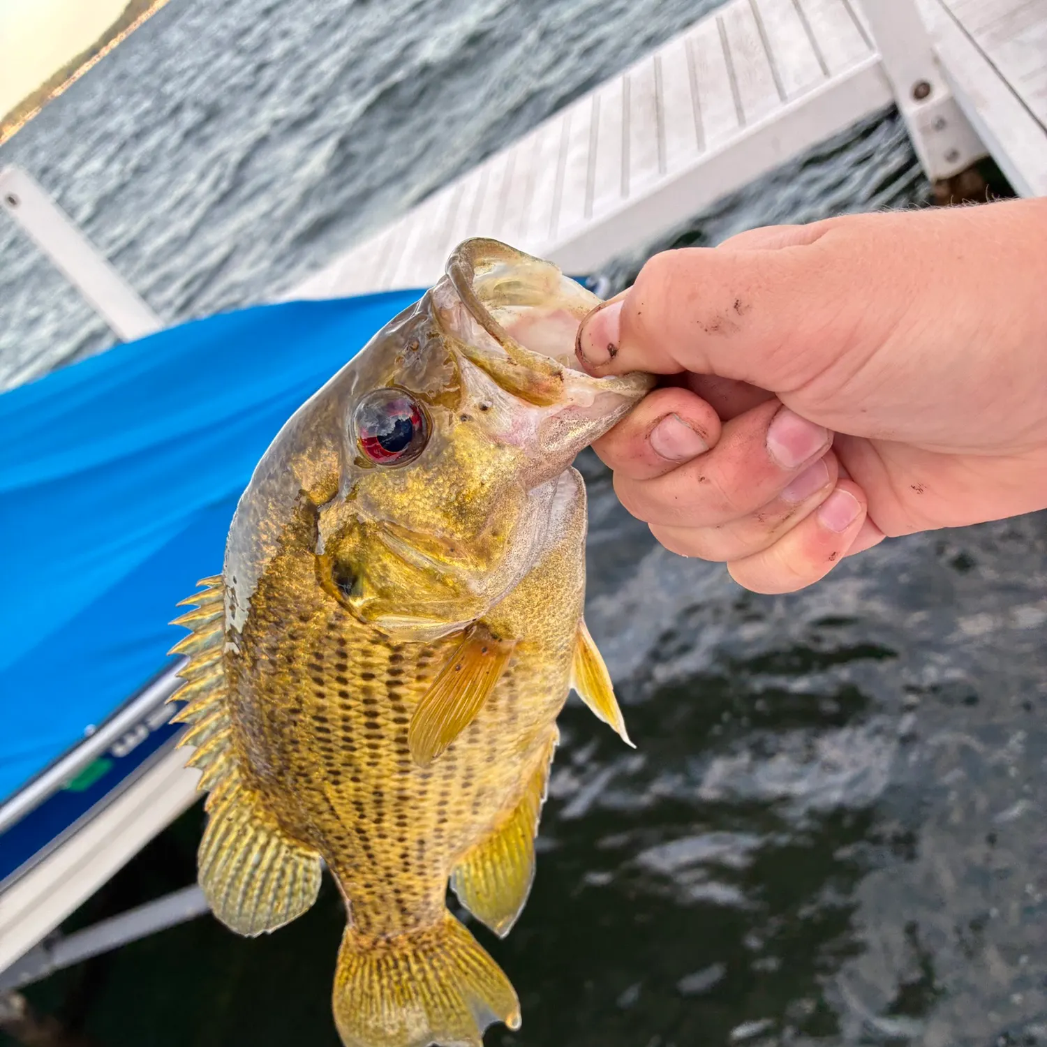 Rock bass caught on Fishbrain